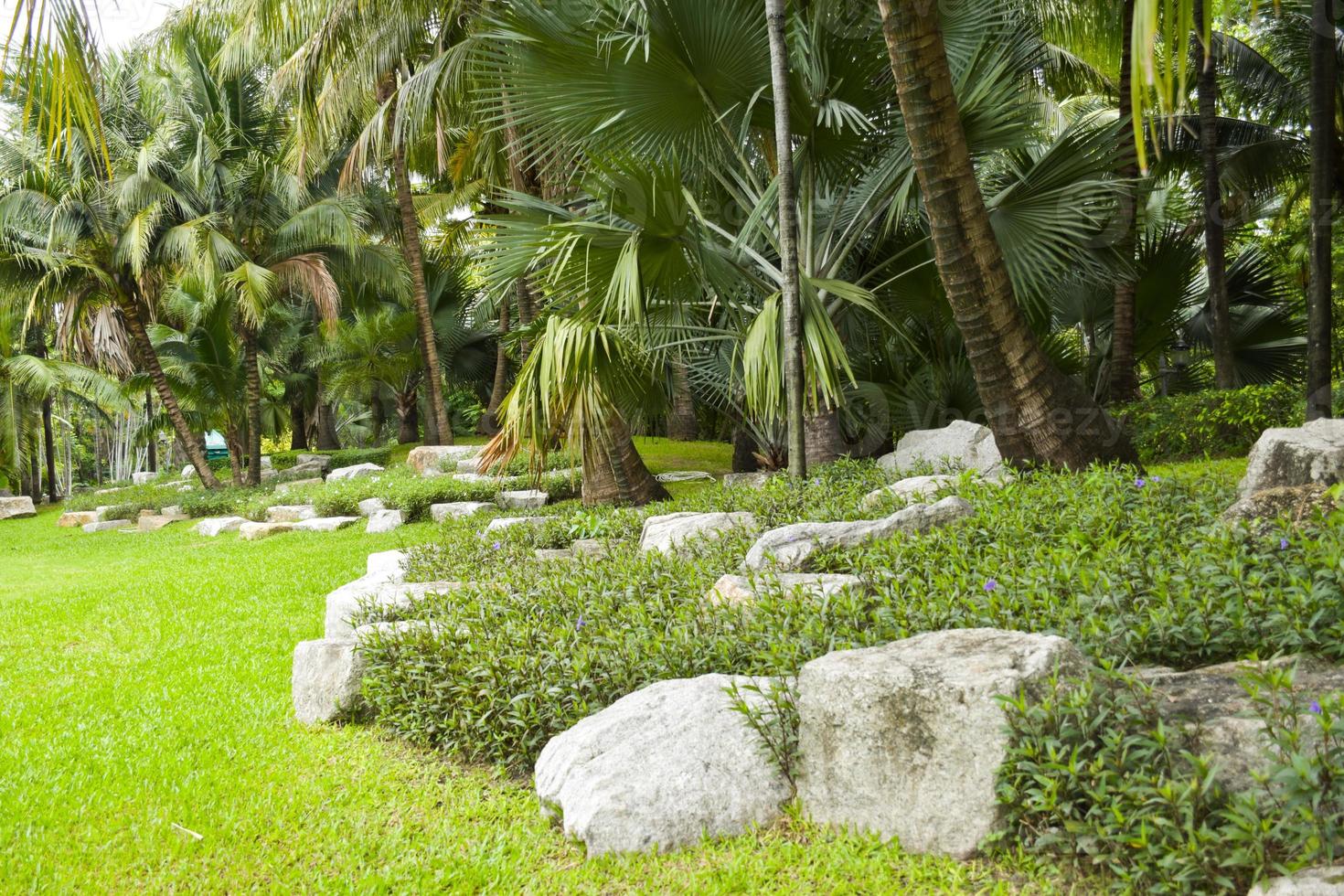 stone  and palm coconut trees  decoration  in Chatuchak Park photo