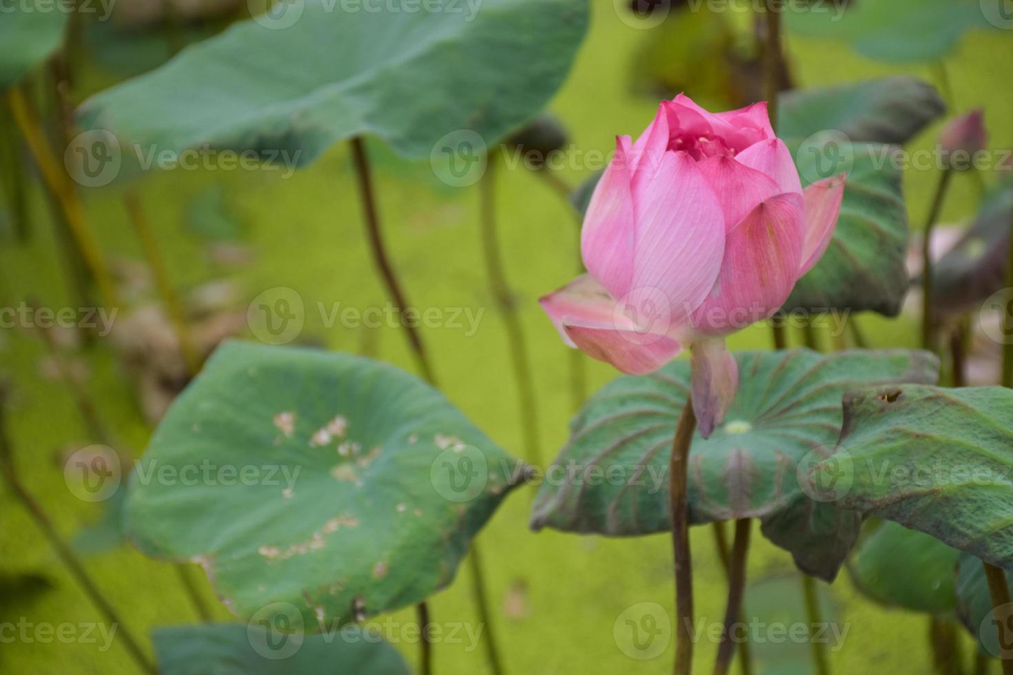 Colorful lotus flowers, beautiful blooming buds on a blurred background in Chatuchak Park pond, Bangkok, Thailand photo