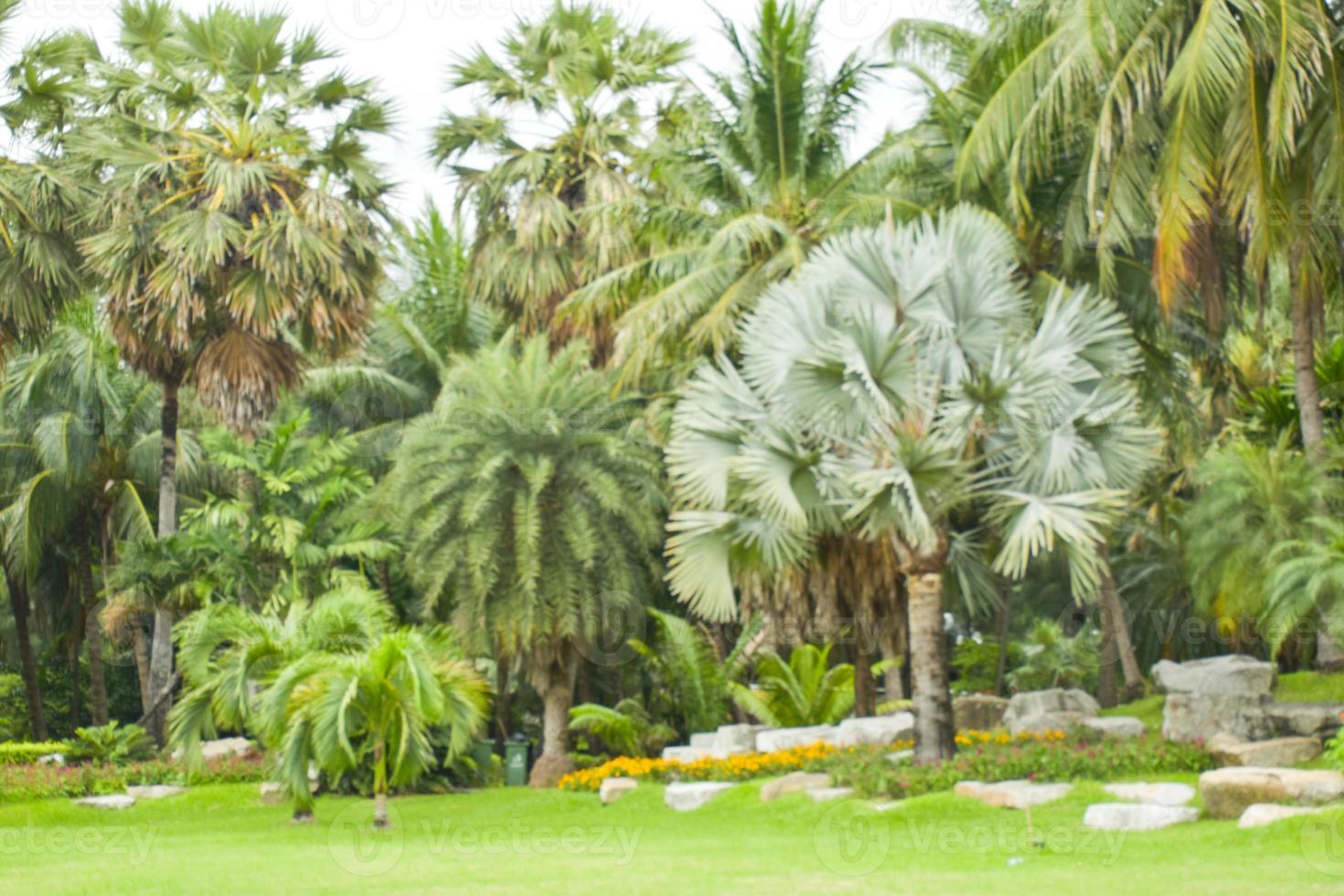 Landscape and palm plantation in Chatuchak Park, Bangkok, Thailand photo