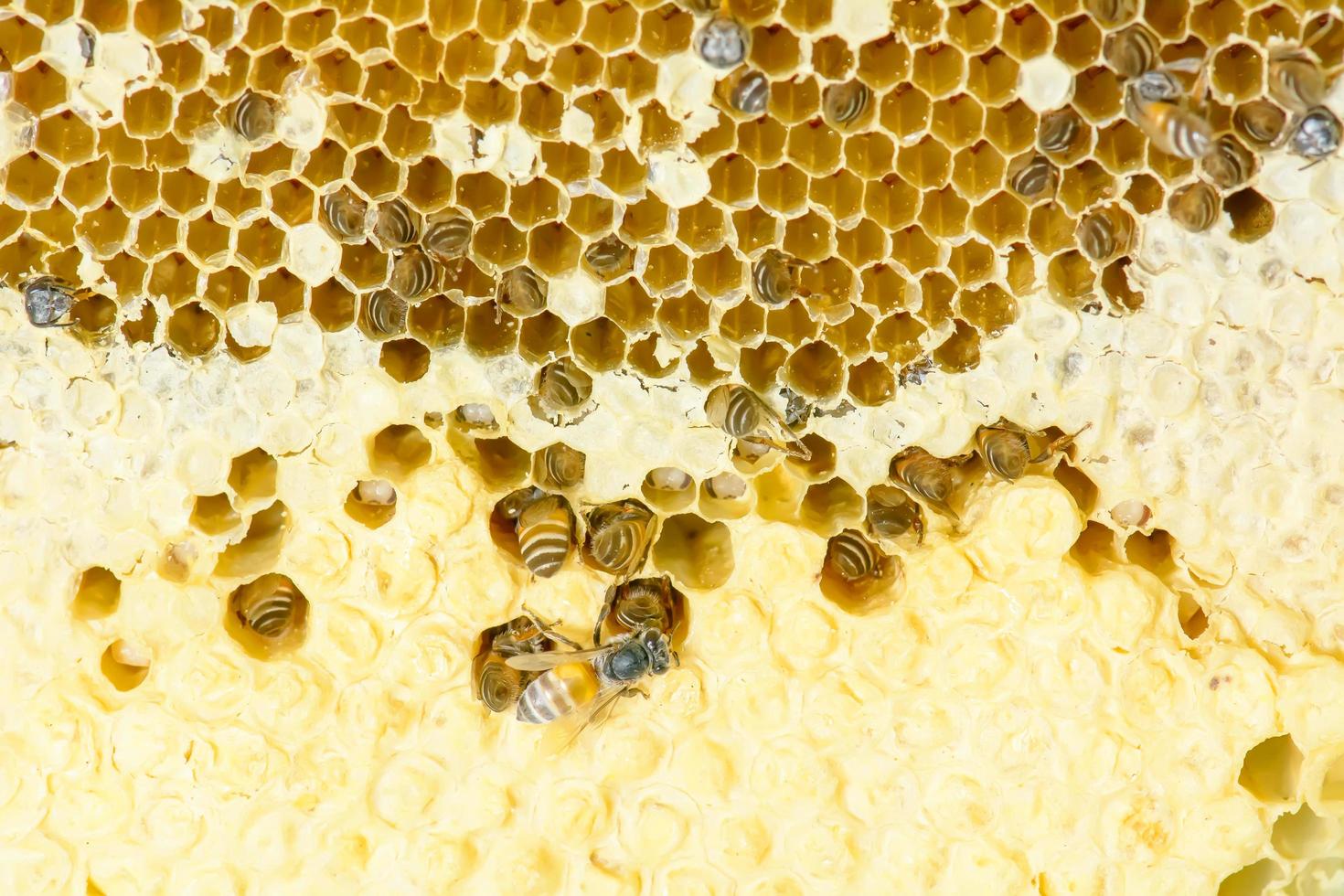 Nest of apis florea photo
