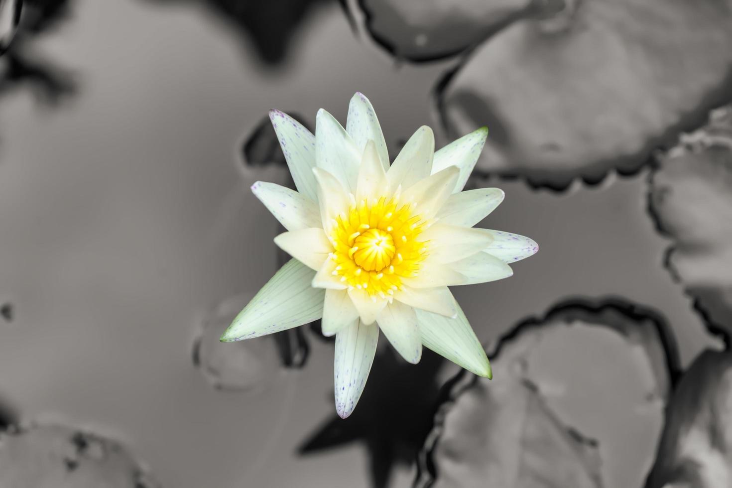 Lotus is many colors and beautiful in ponds, is a symbol of Buddhism. photo