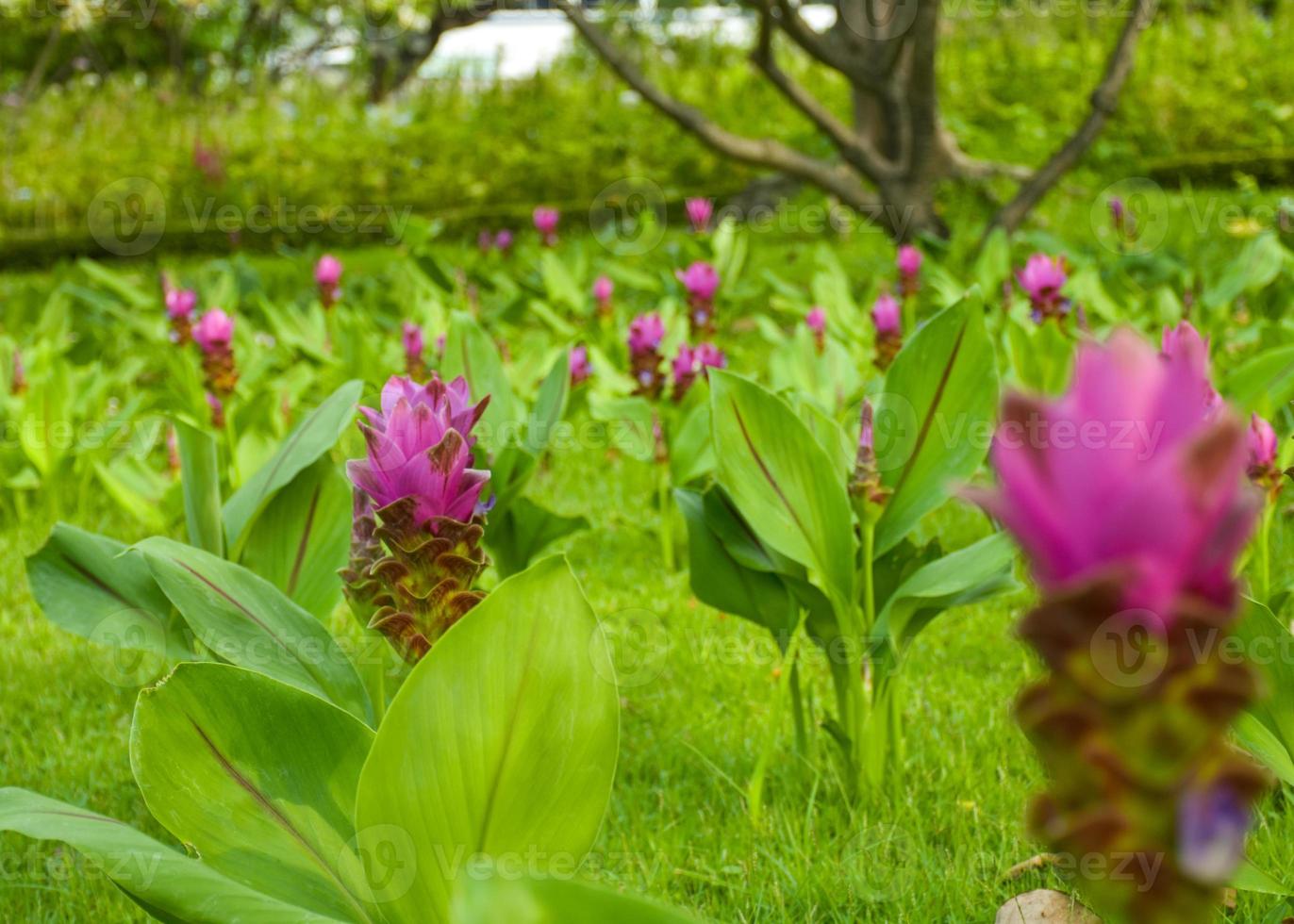 Purple Krachia flowers blooming in Chatuchak Park, Bangkok, Thailand photo