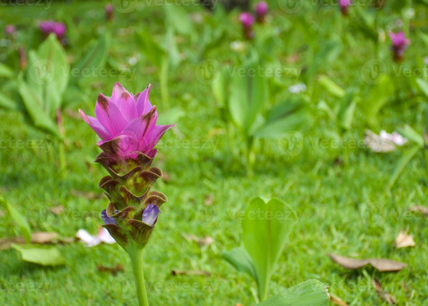 Purple Krachia flowers blooming in Chatuchak Park, Bangkok, Thailand photo