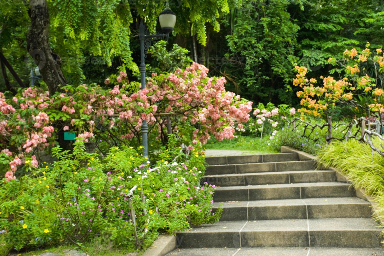 Scenery of trees, flowers and stairs in Chatuchak Park, Bangkok, Thailand photo