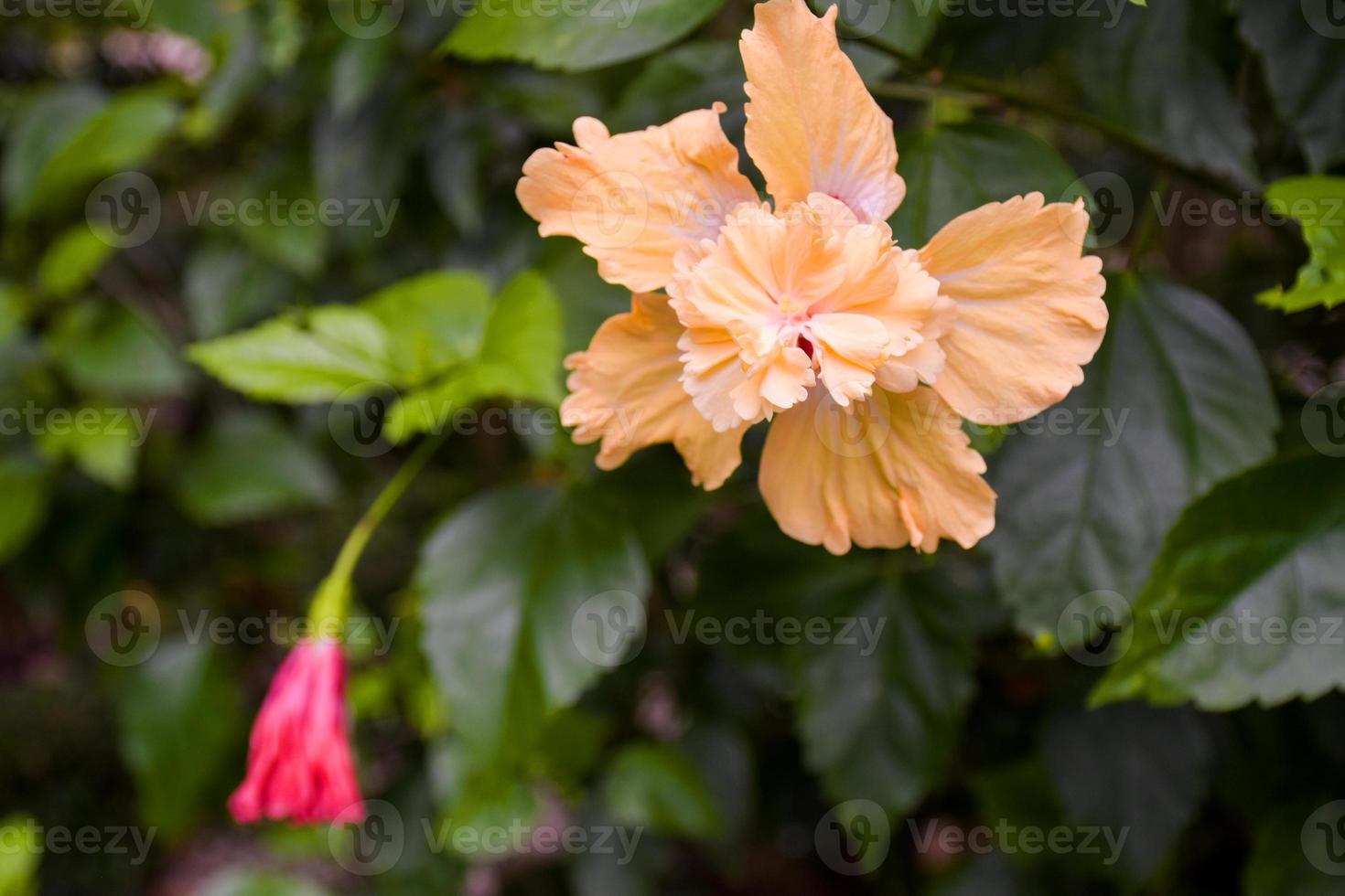 Beautiful blooming orange hibiscus petals, water droplets and background bokeh soft ligh photo