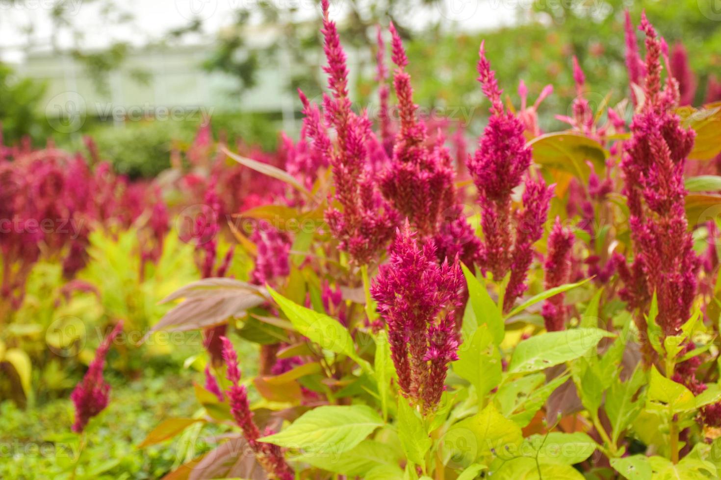 Red cockscomb flowers blooming in Chatuchak garden photo