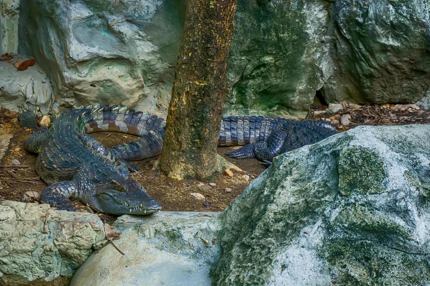 The siamese crocodile in a pond in a forest model. photo