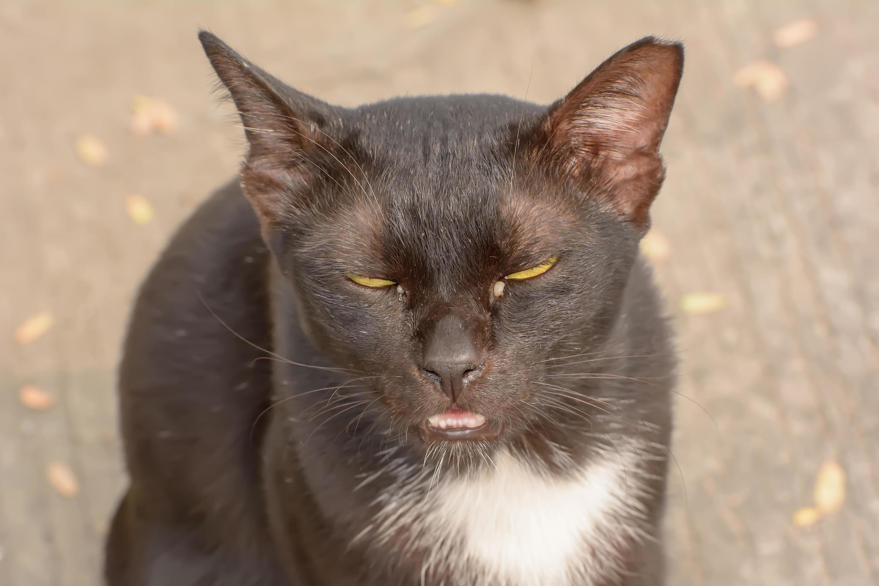Eye boogers in cats 7987768 Stock Photo at Vecteezy
