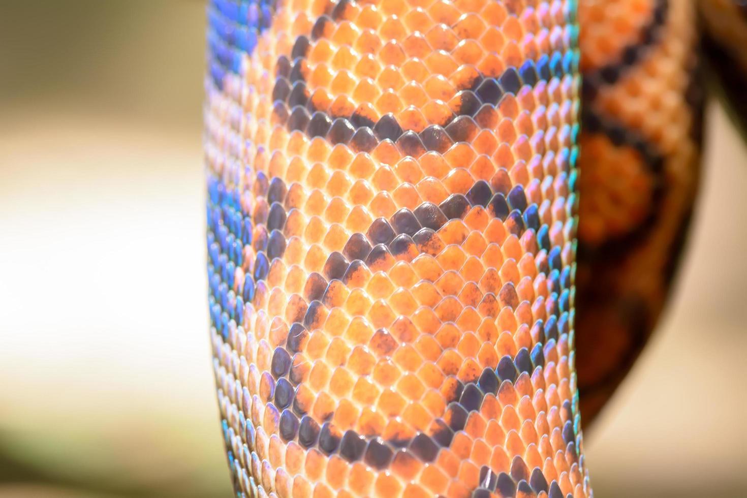 Rainbow snake fur texture photo