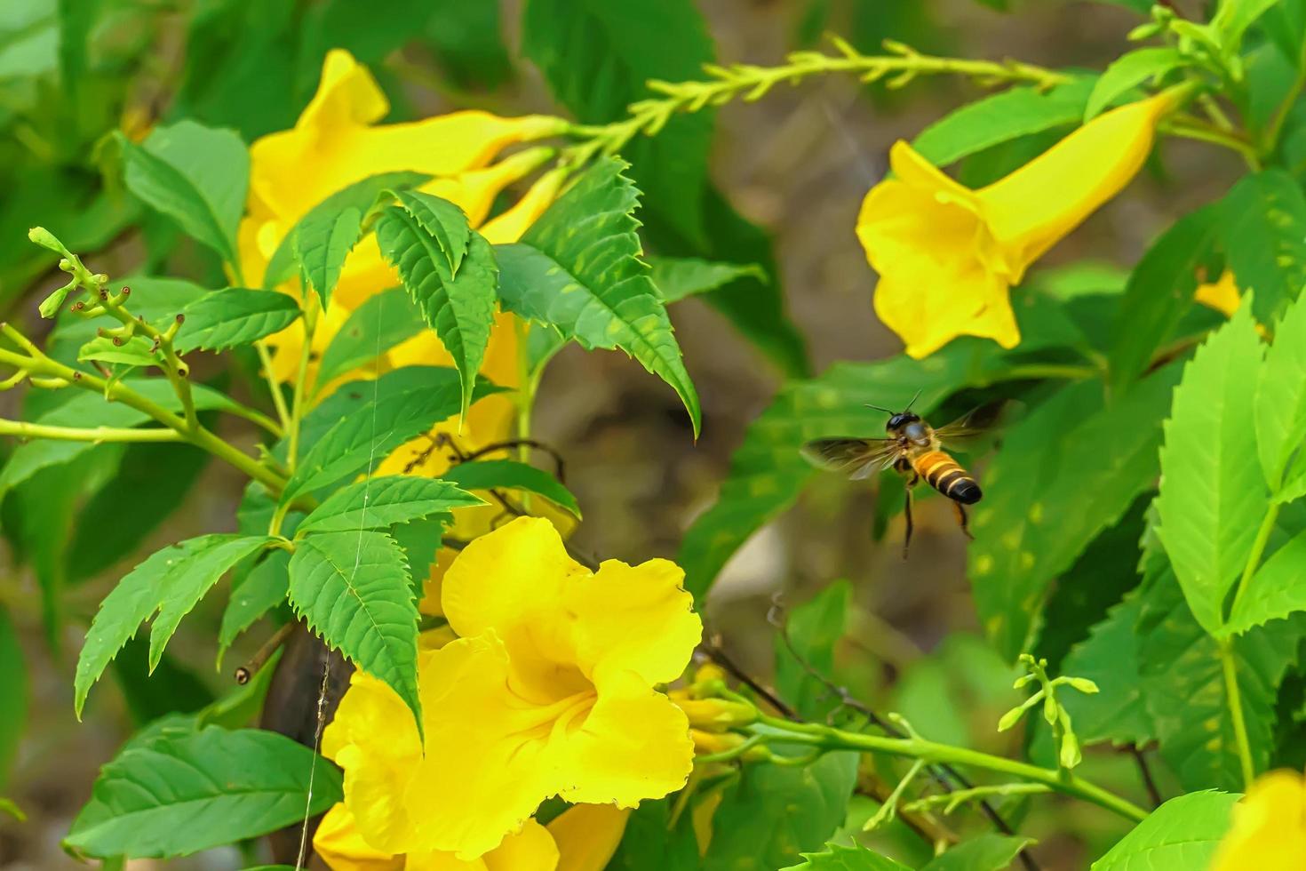 Bees on cascabela thevetia photo