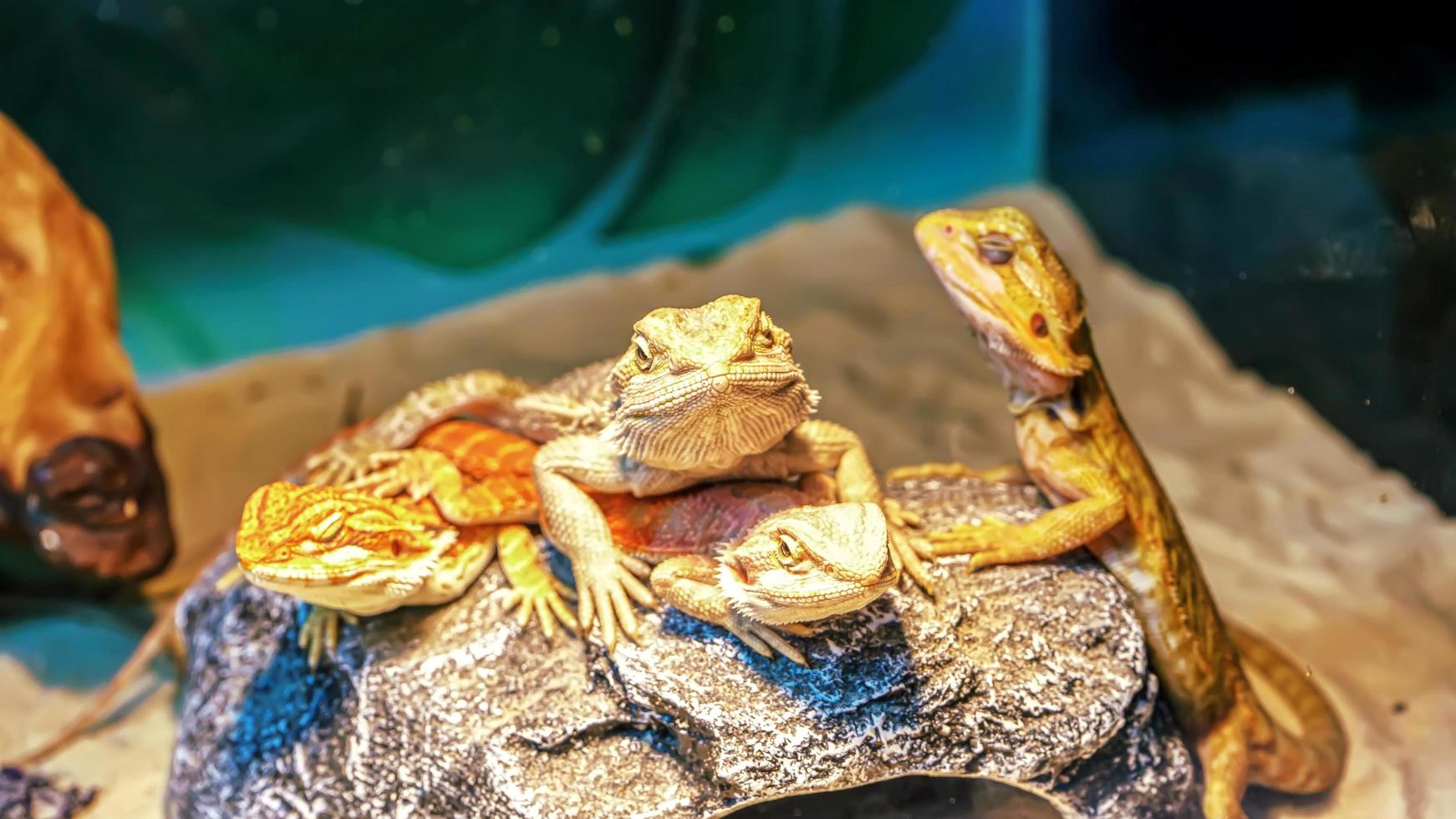 lagarto dragón barbudo foto