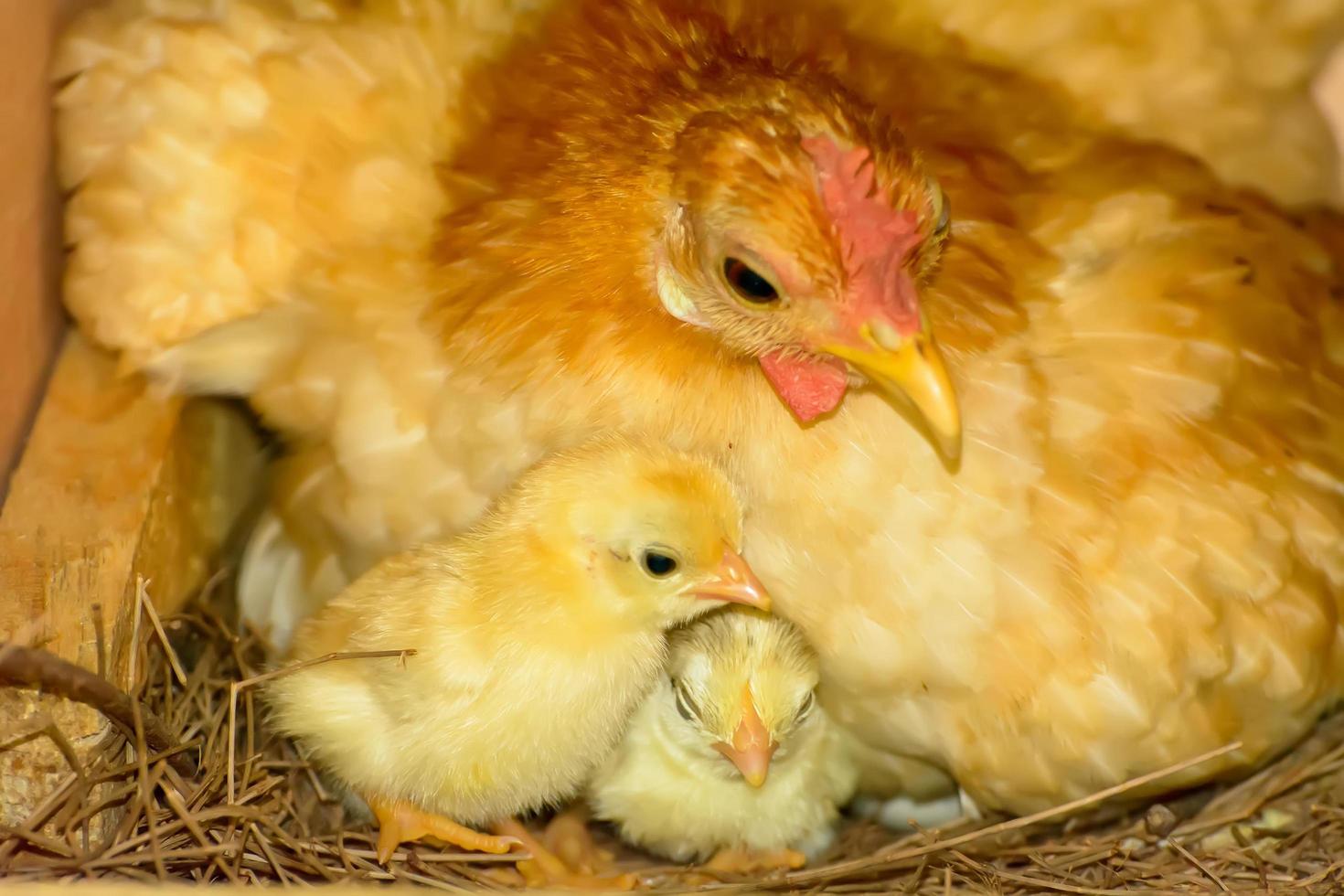 gallinas incubando huevos foto