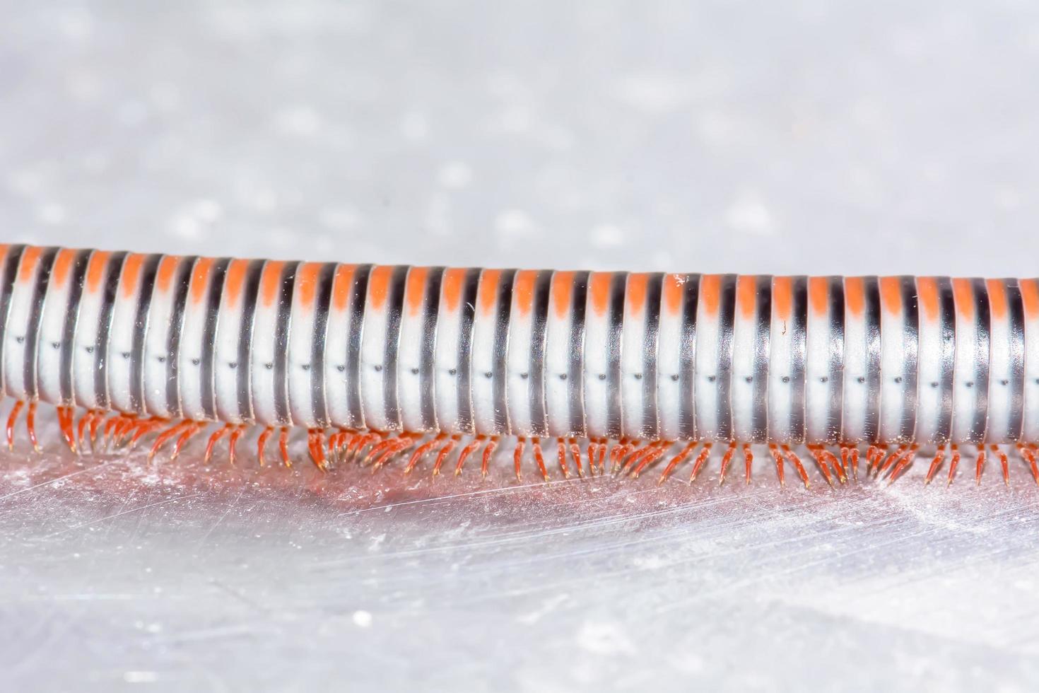 Closeup of a millipede on aluminum floor. photo