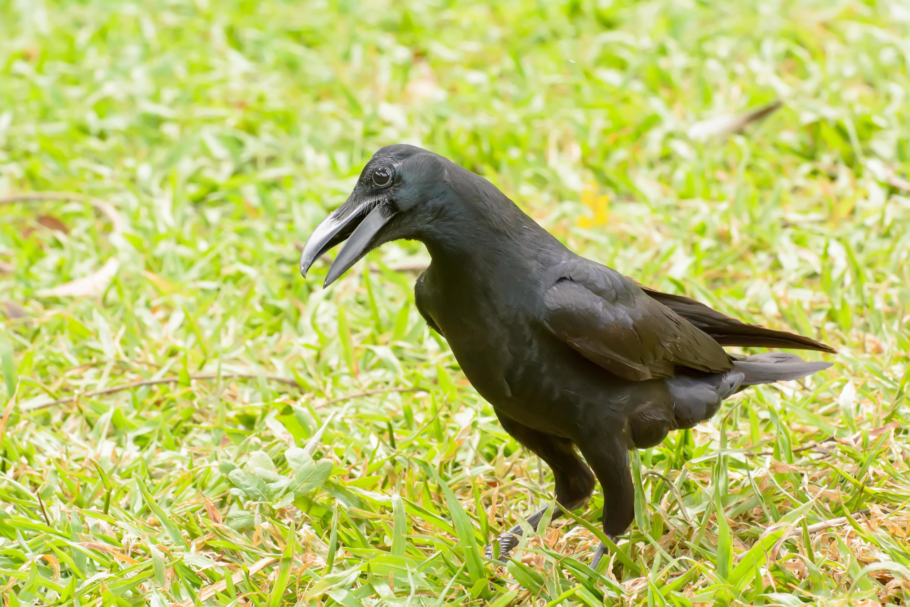 Crow on the lawn 7987910 Stock Photo at Vecteezy