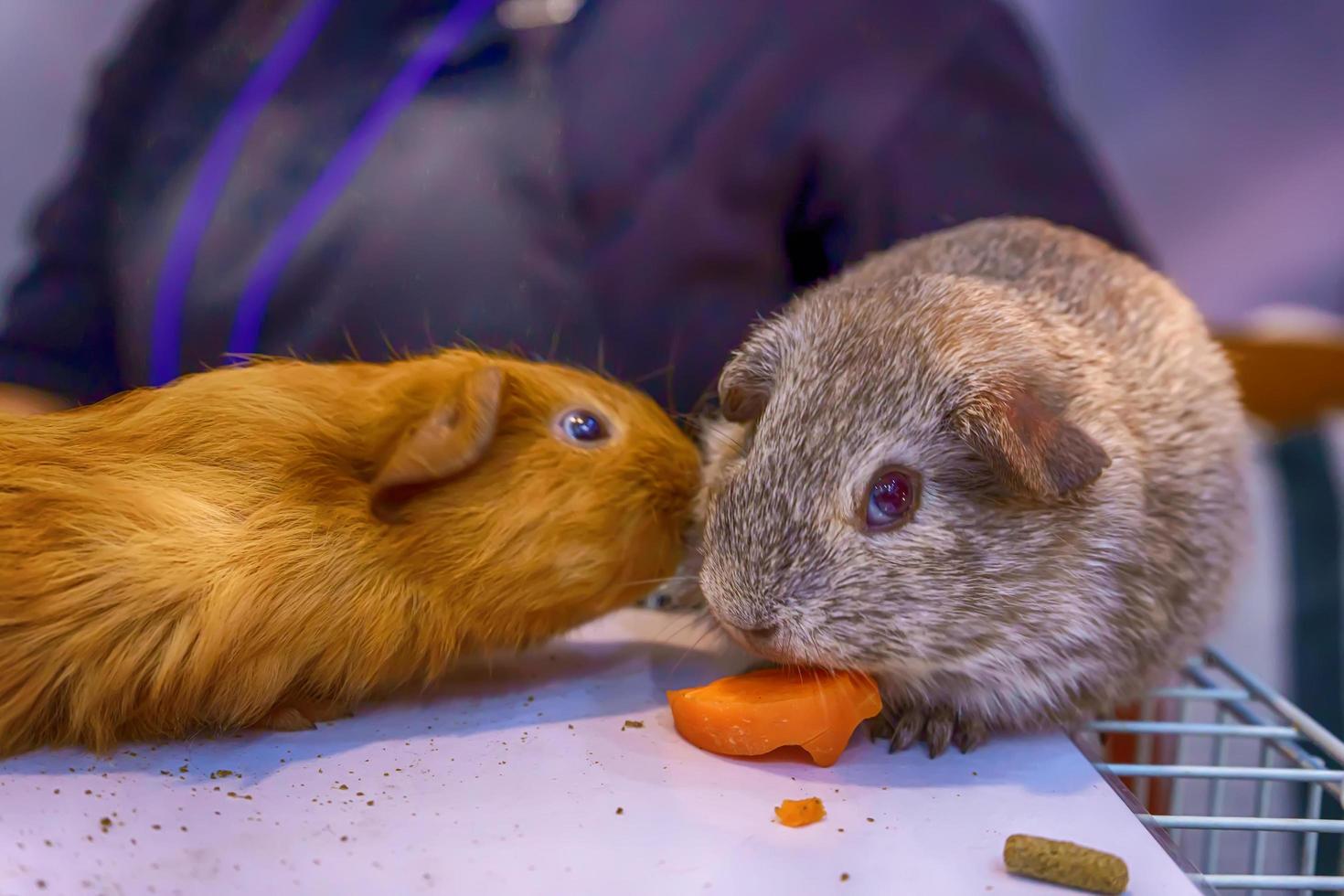 Guinea pig on the cage photo