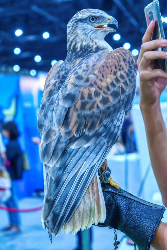 The hawk is a popular pet in Thailand. photo