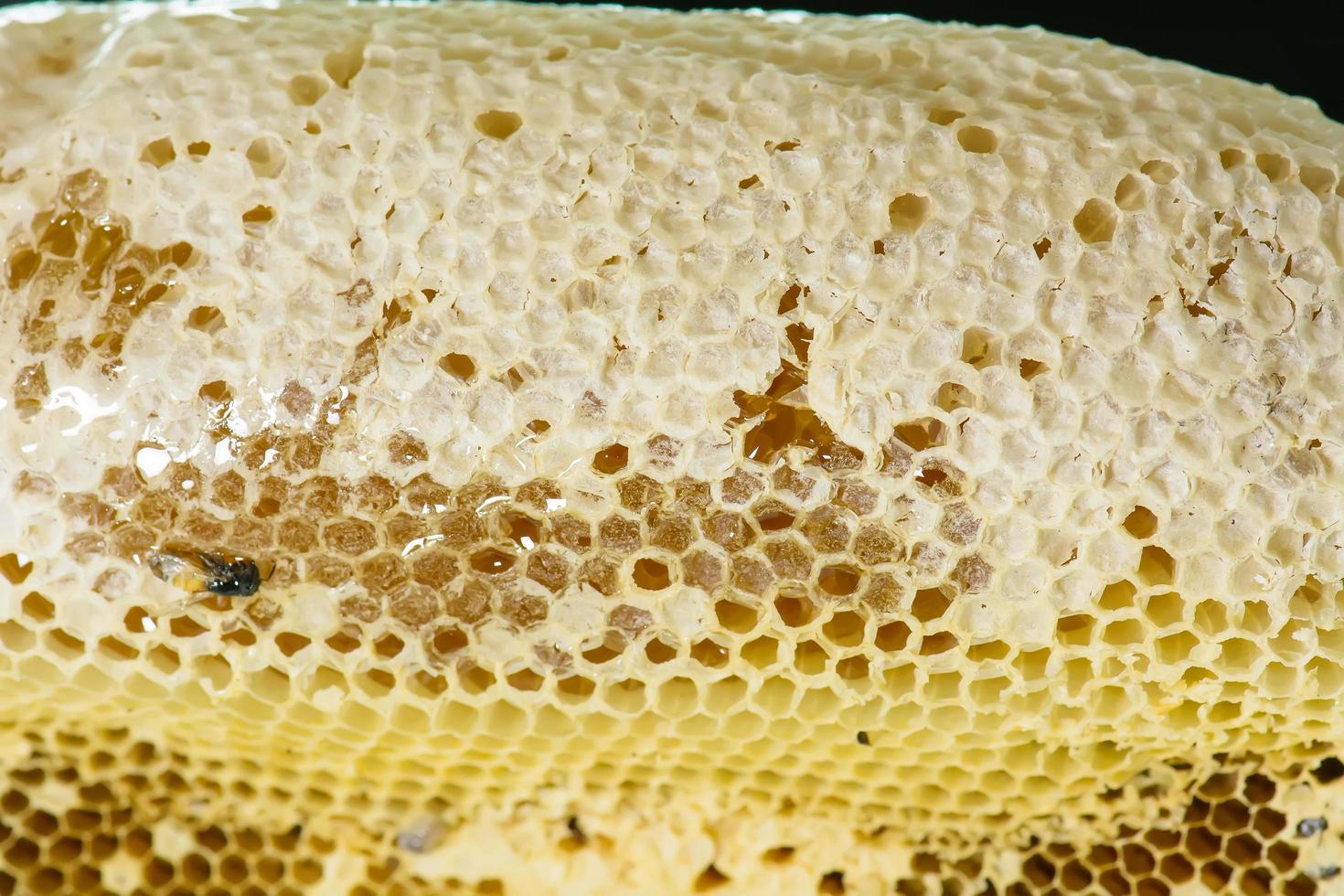 Nest of apis florea photo