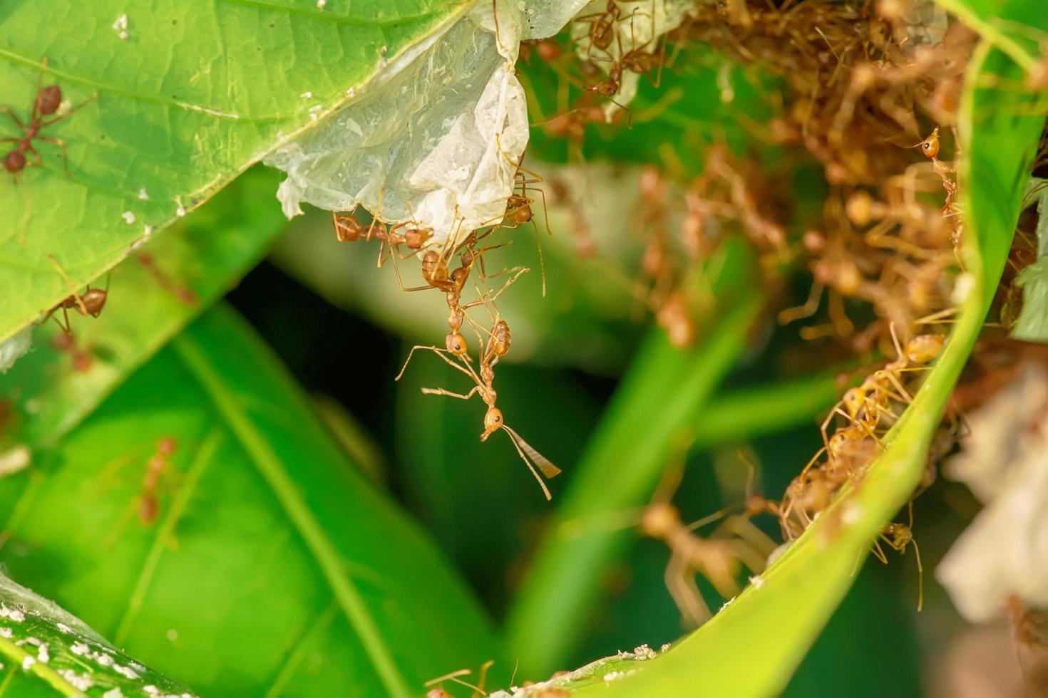 Many ants walking photo