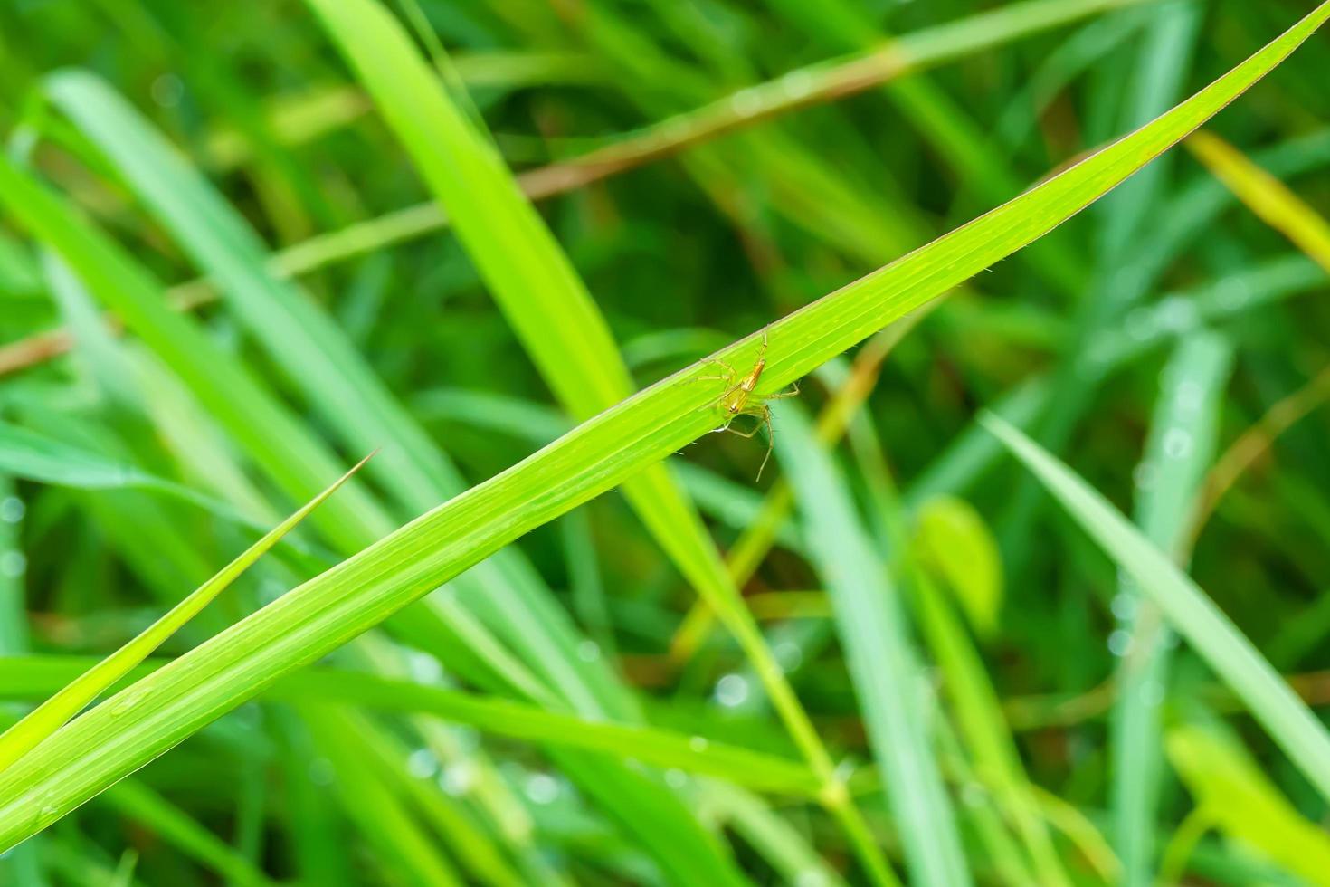 The insect on the grass on a nature background. photo