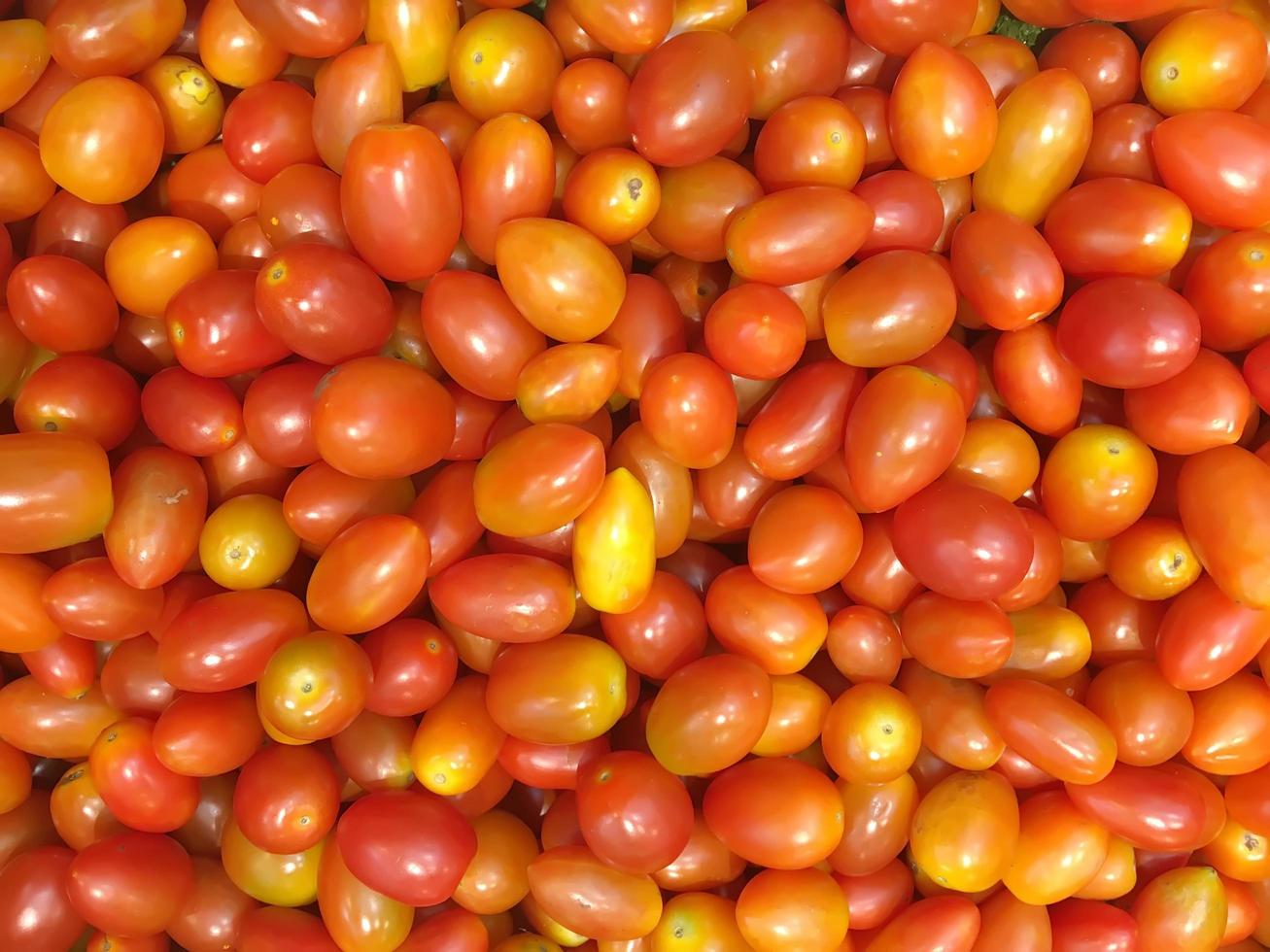 Close up mini tomato plants, also called micro tomatoes. photo