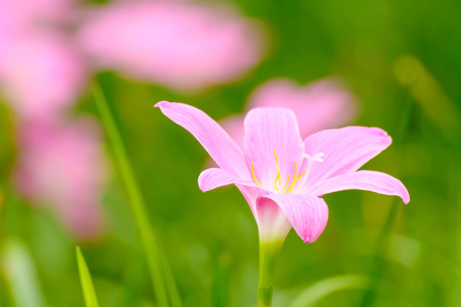 Pink zephyranthes grandiflora photo