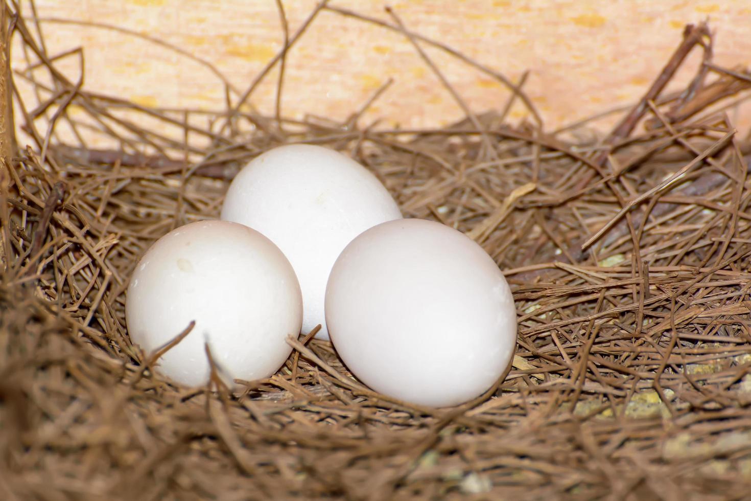 3 eggs on a pile of straw photo