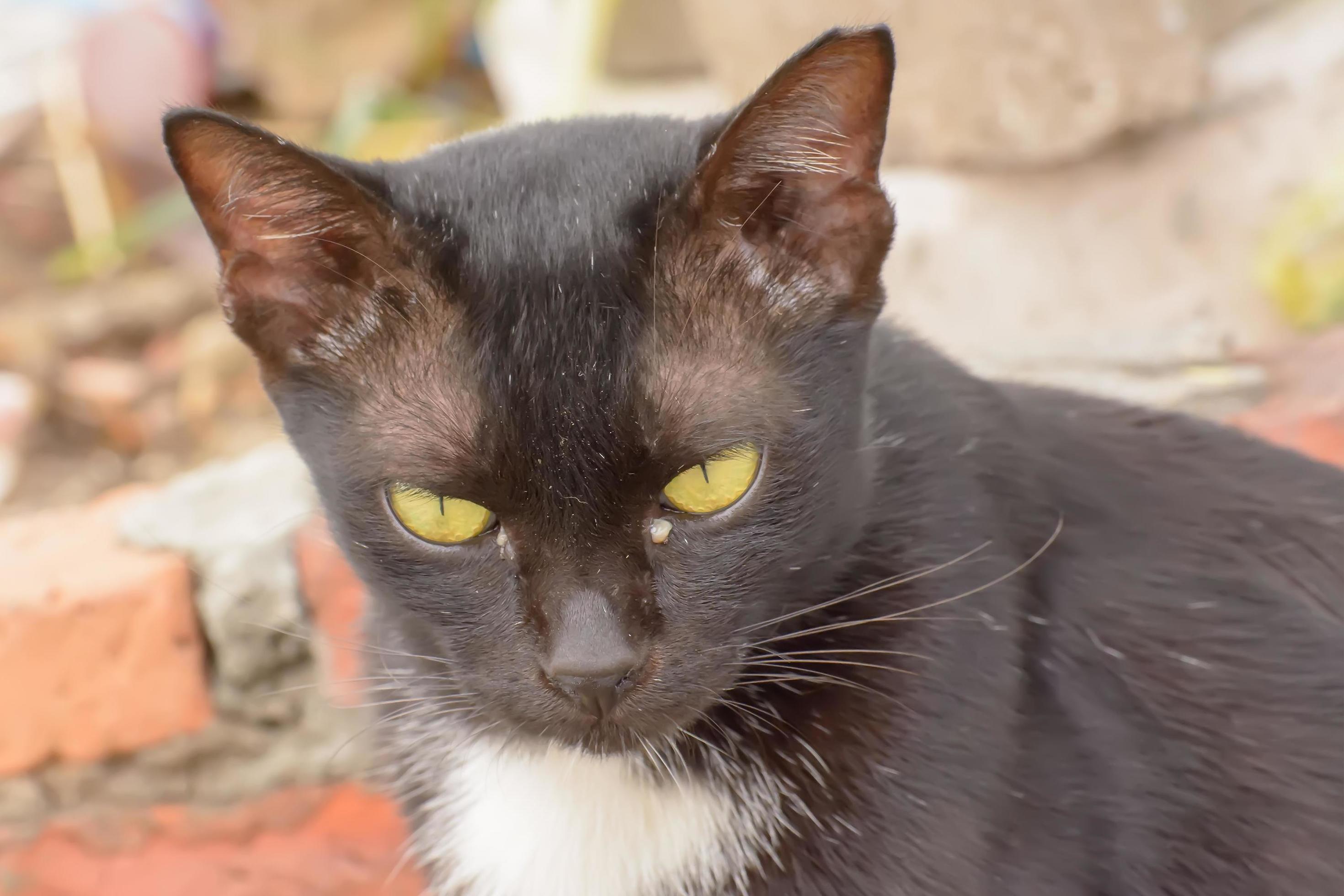 Eye boogers in cats 7988321 Stock Photo at Vecteezy