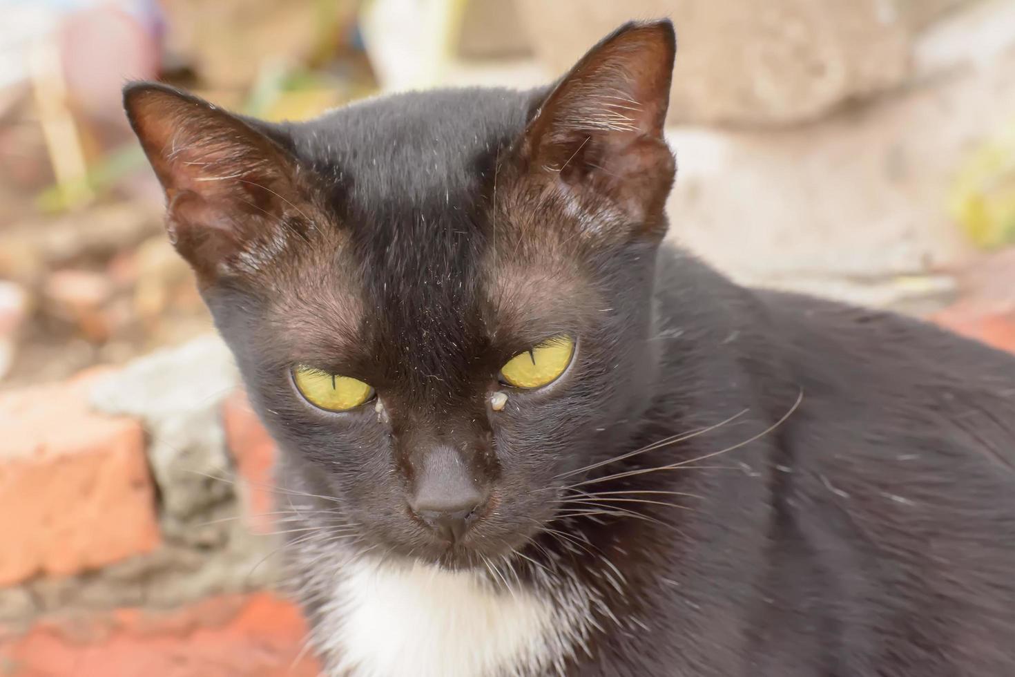 Eye boogers in cats 7988321 Stock Photo at Vecteezy