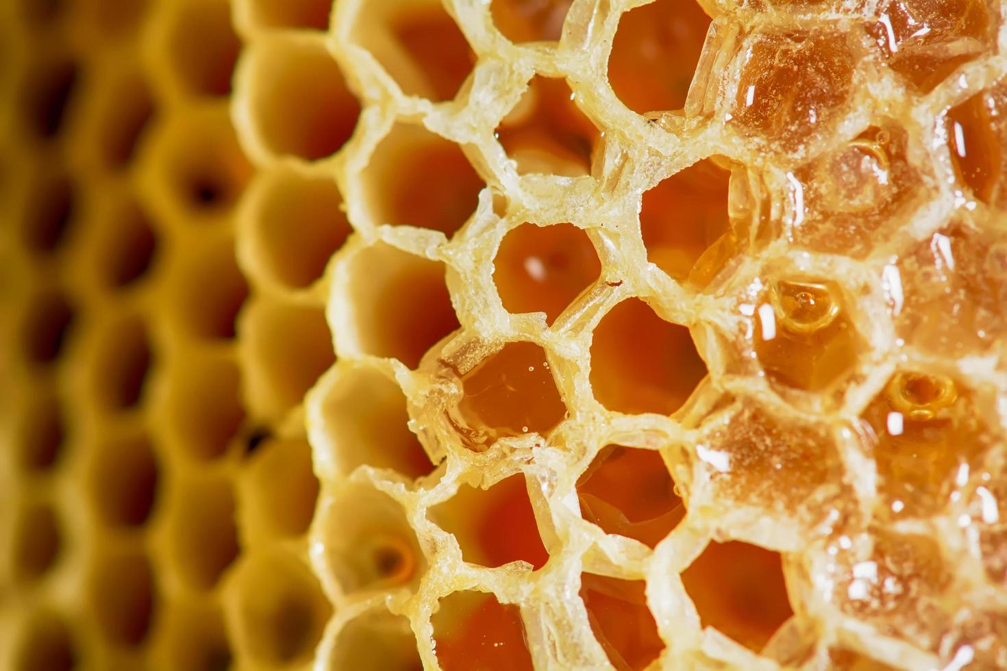 Nest of apis florea frozen in some parts photo