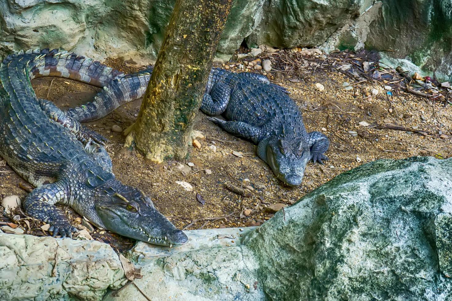 The siamese crocodile in a pond in a forest model. photo