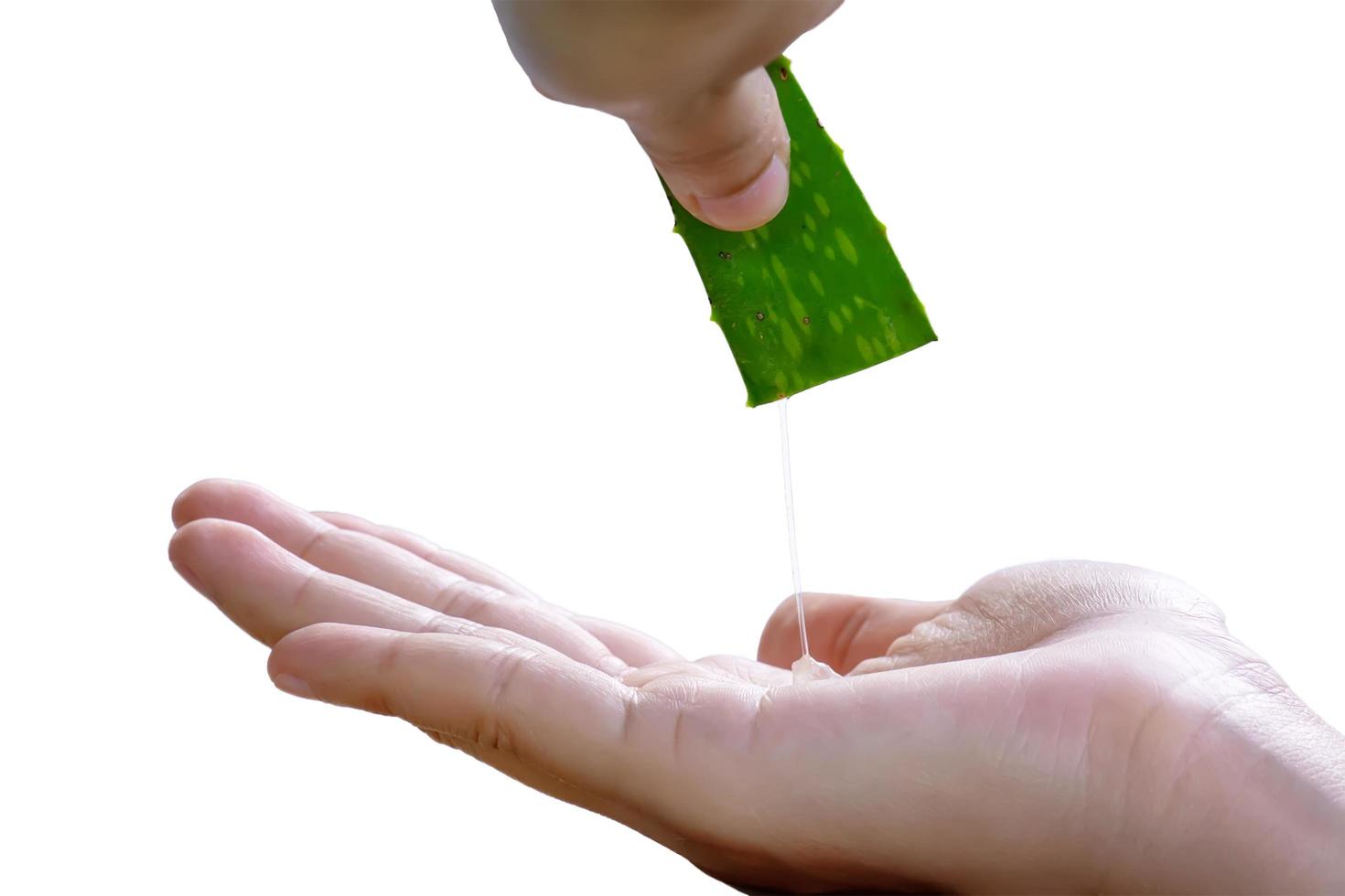 The aloe vera on a white background. photo