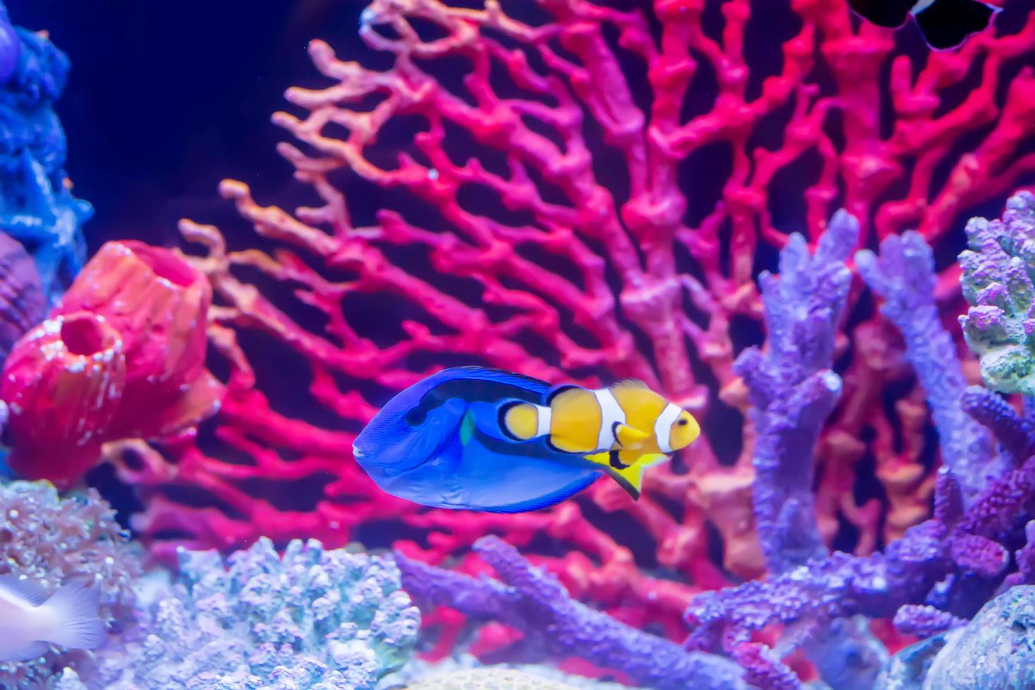 The marine fish are color of the sea. photo