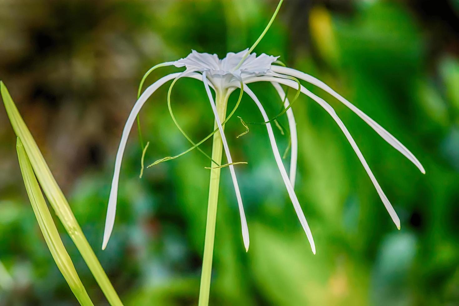 Crinum asiaticum or giant crinum lily on a nature background. photo