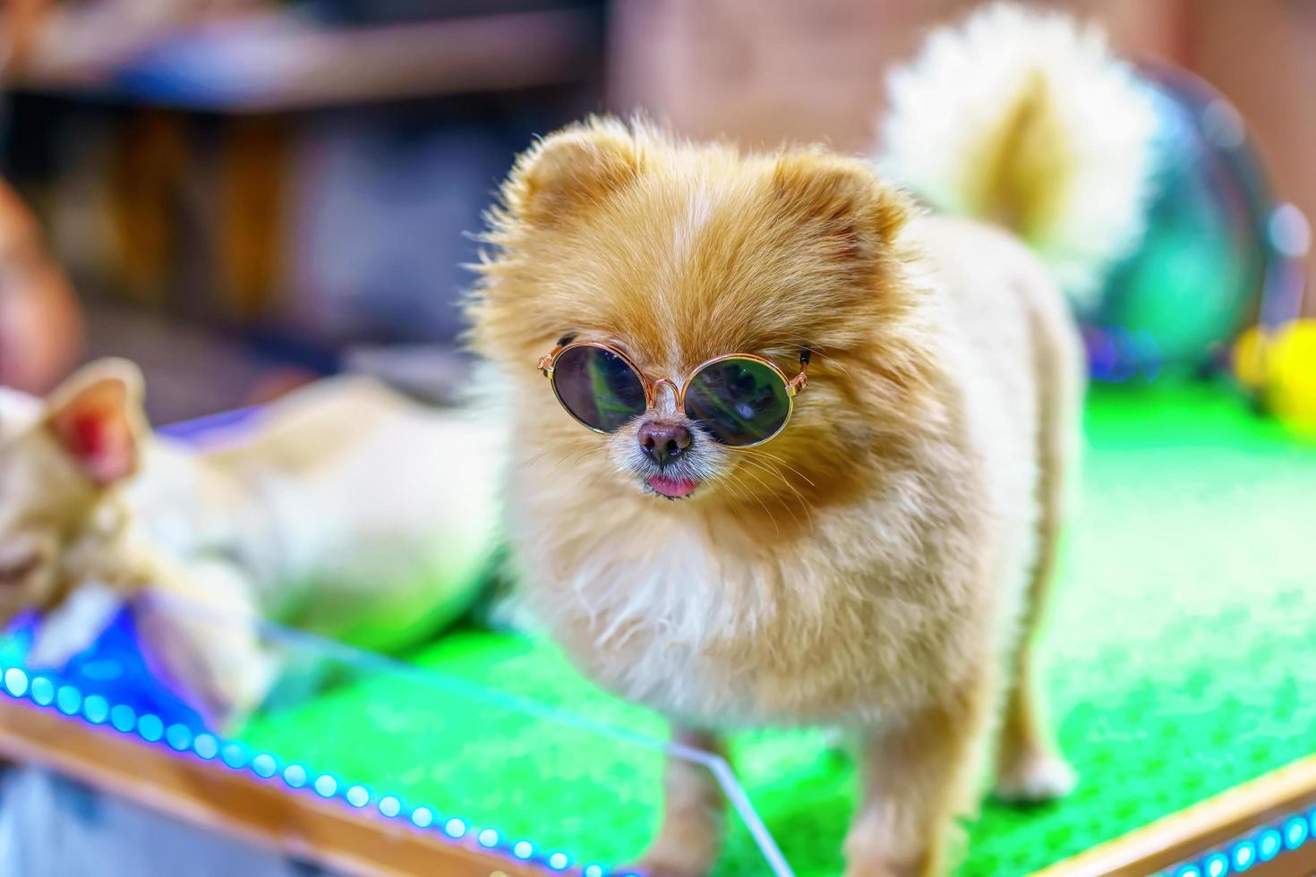 cerrar el perro. es el mejor amigo del hombre. foto