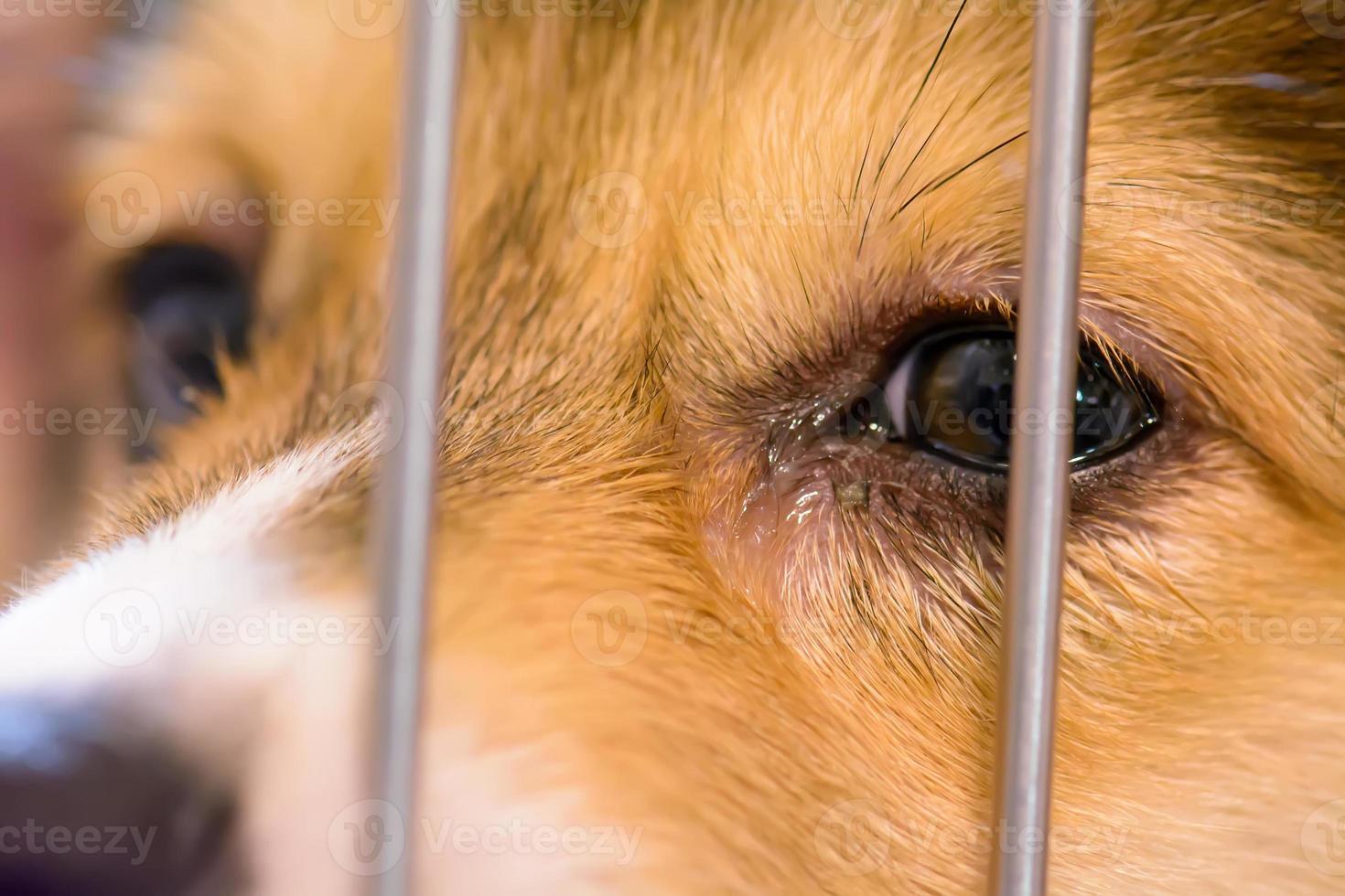 los perros lloran en la jaula foto