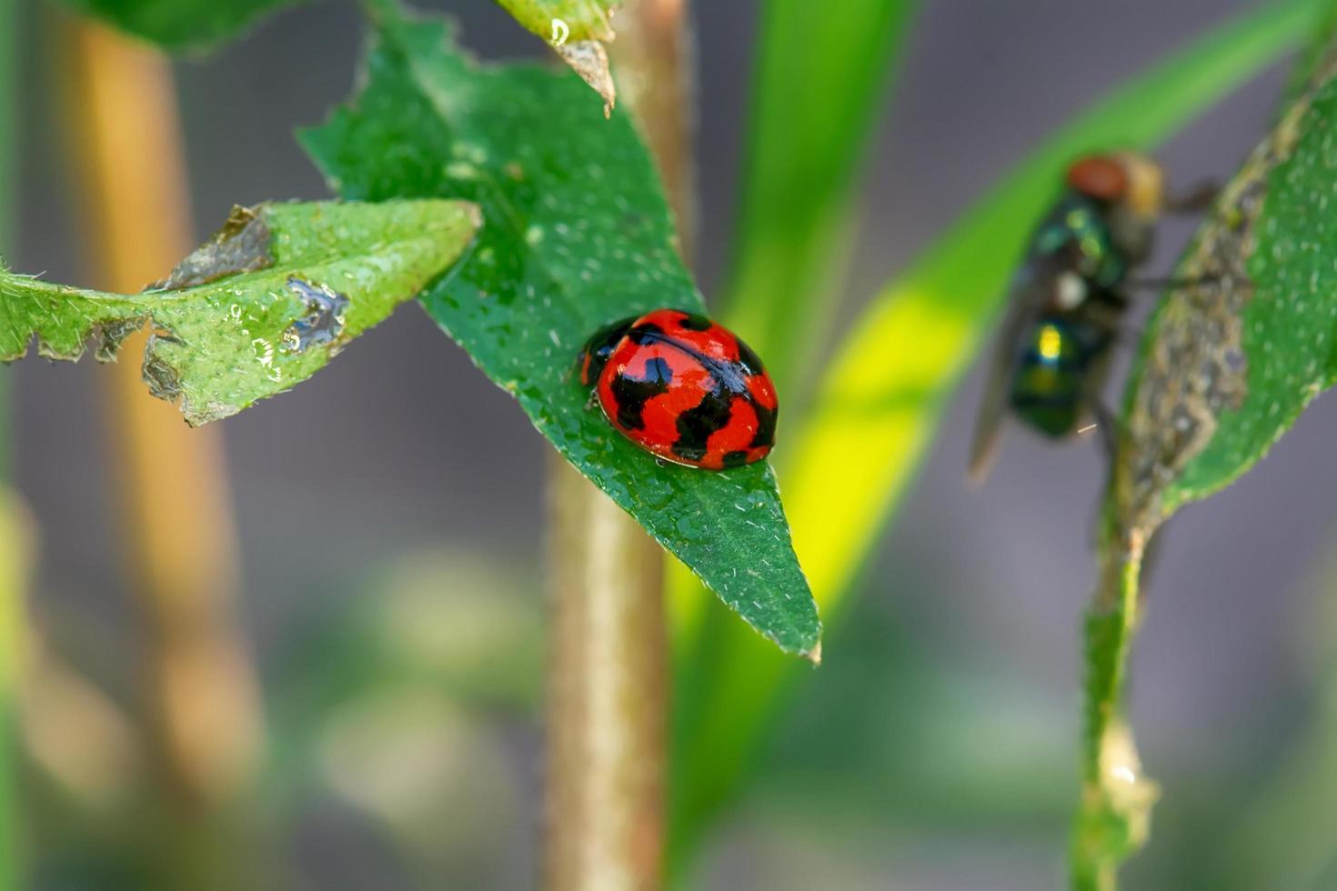 Ladybug on a leaf photo