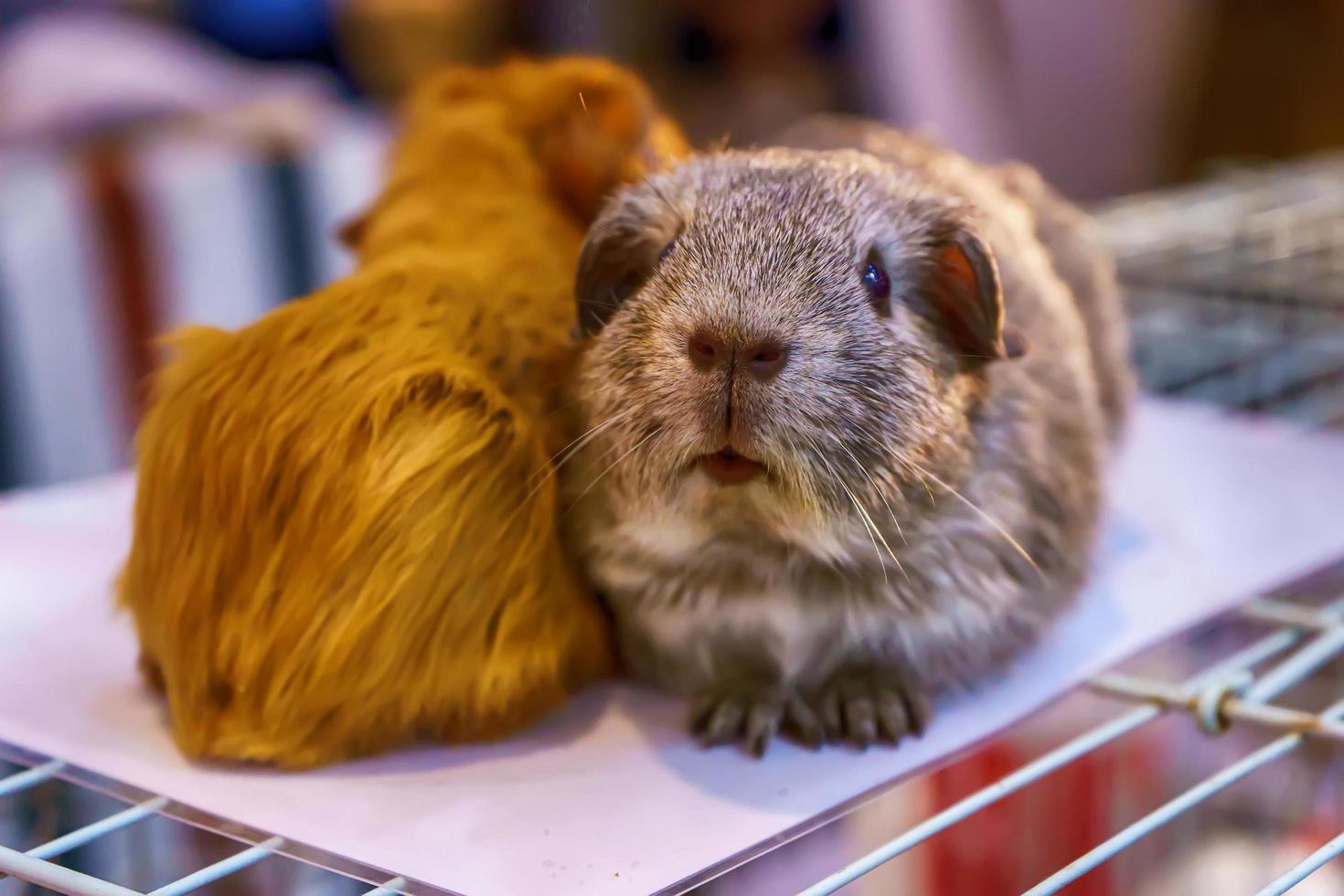 Guinea pig on the cage photo