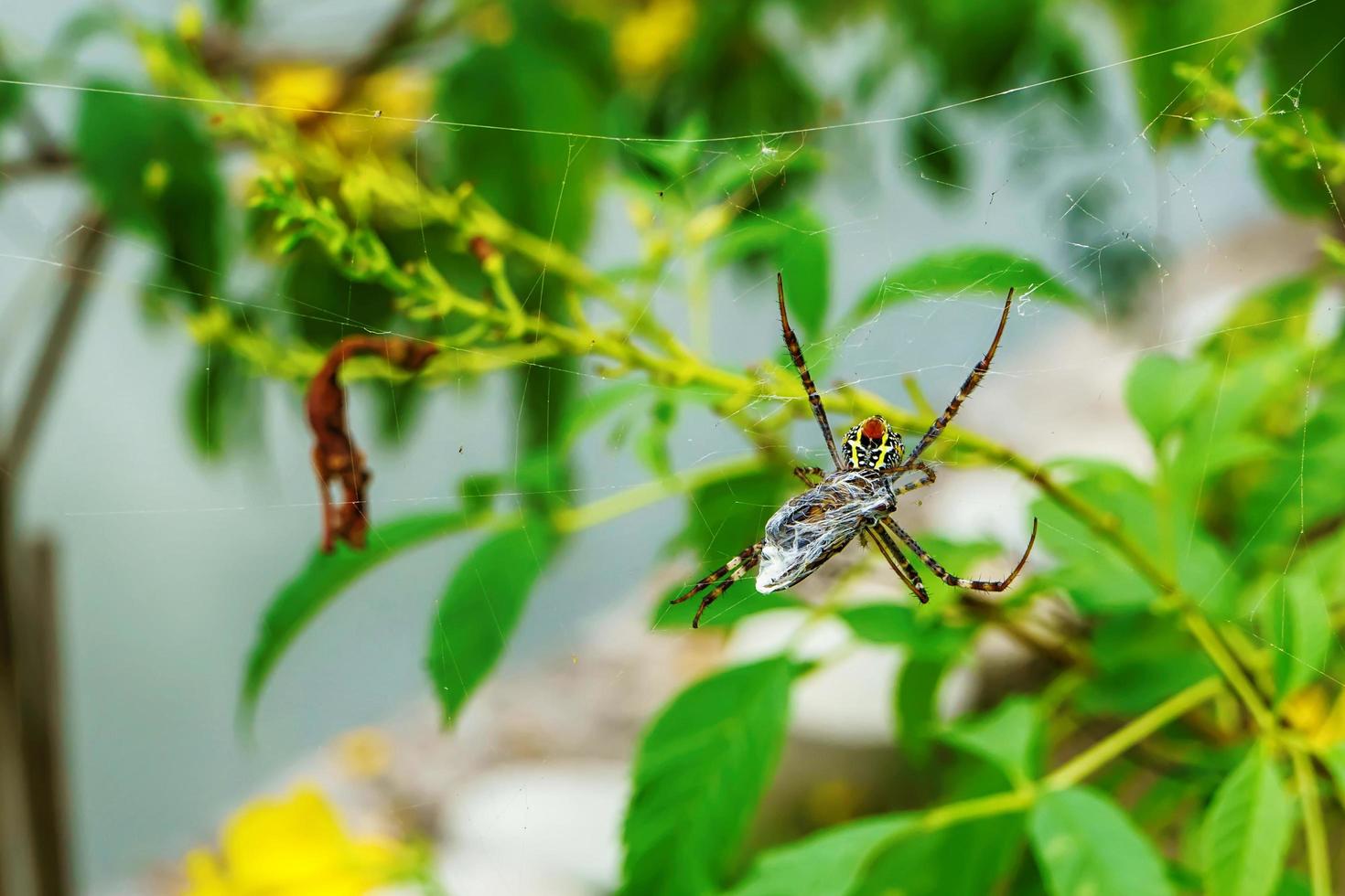 Spider will eat the bait photo