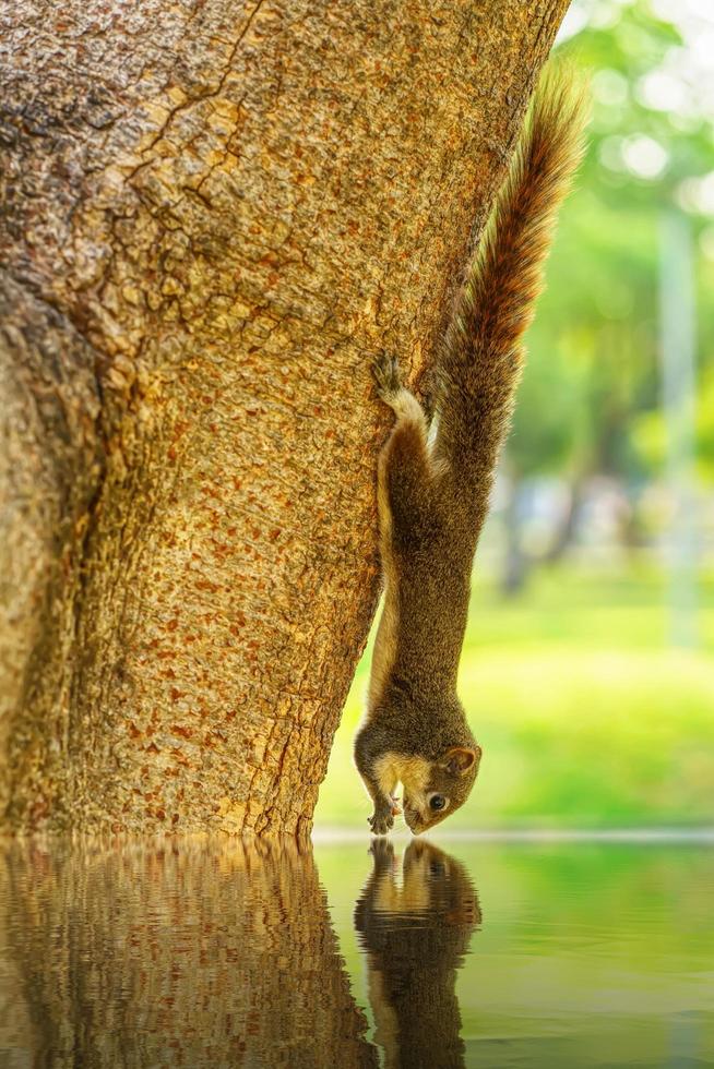 Squirrel drink the water photo