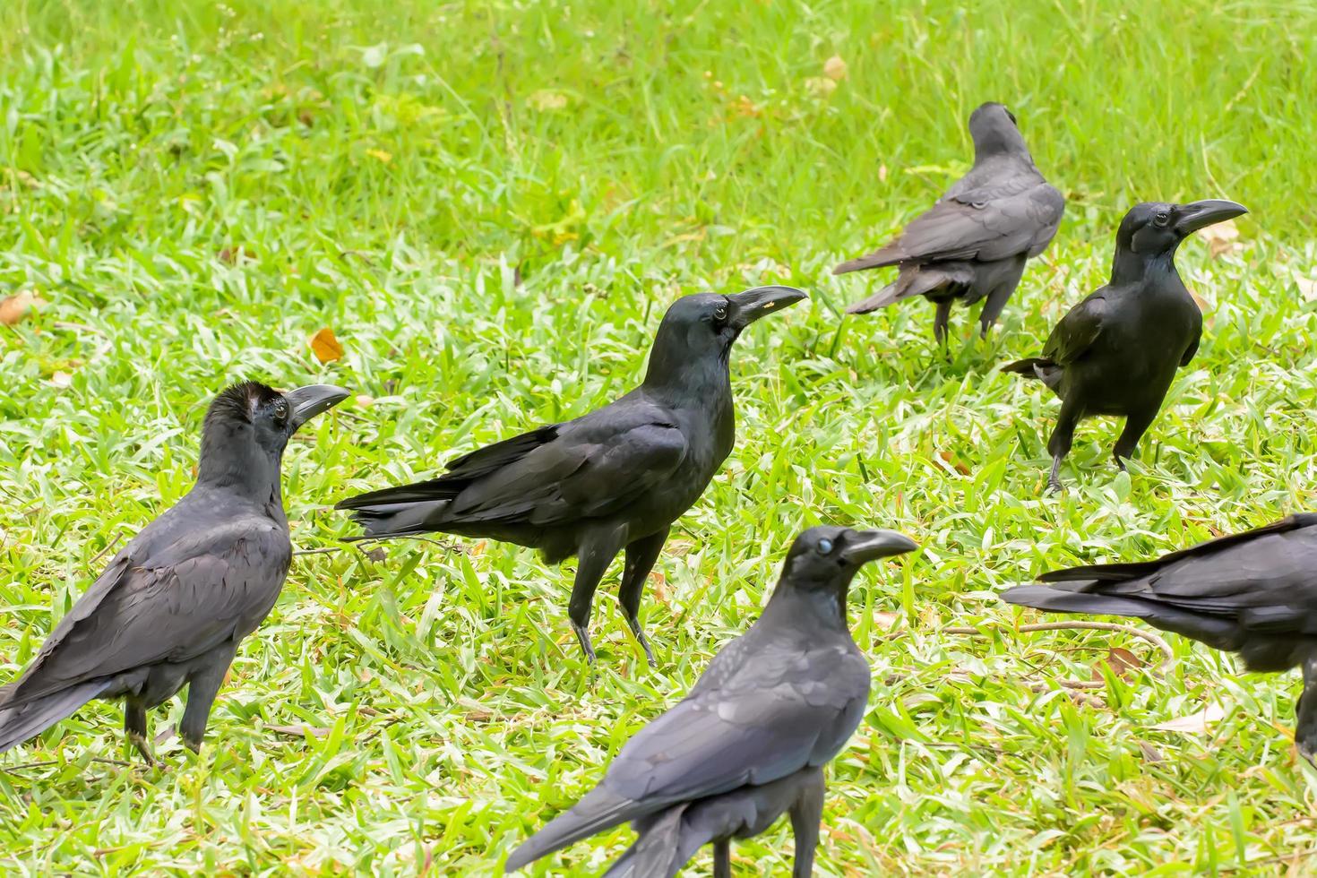 Crow on the lawn photo