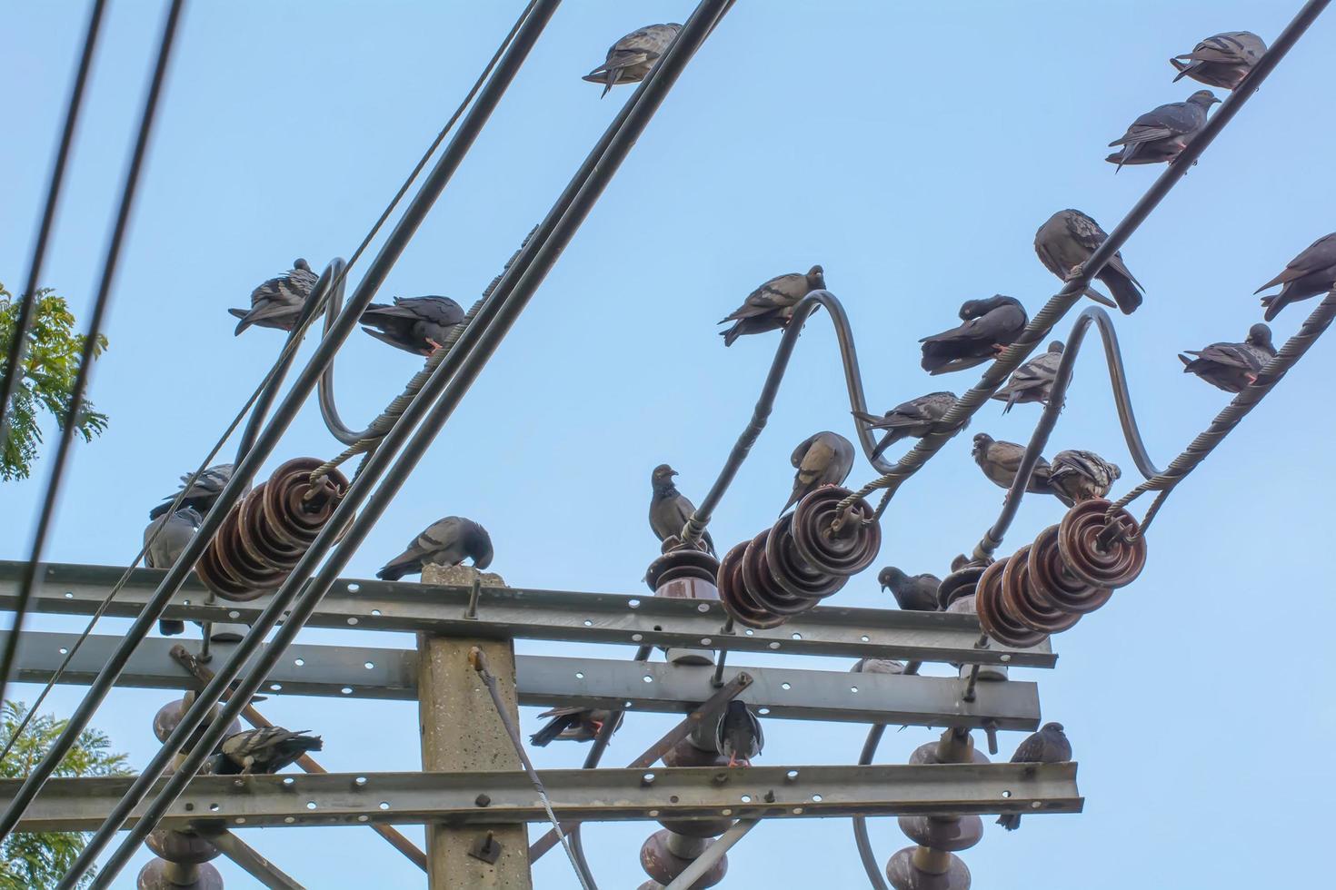 Pigeons on cables photo