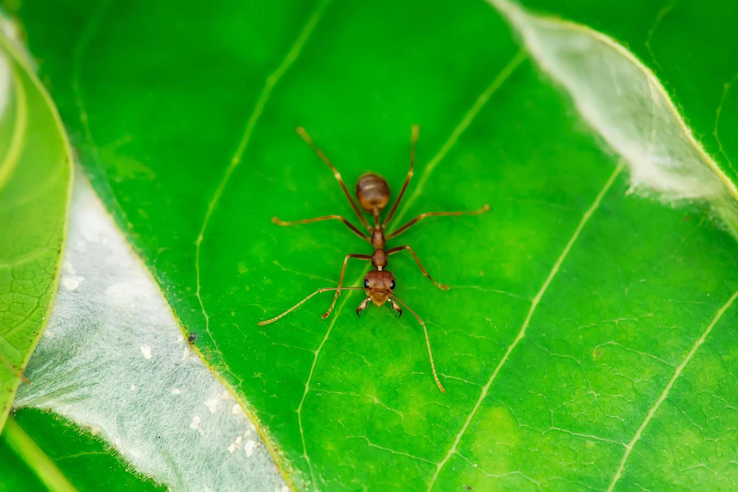 Single red ant photo