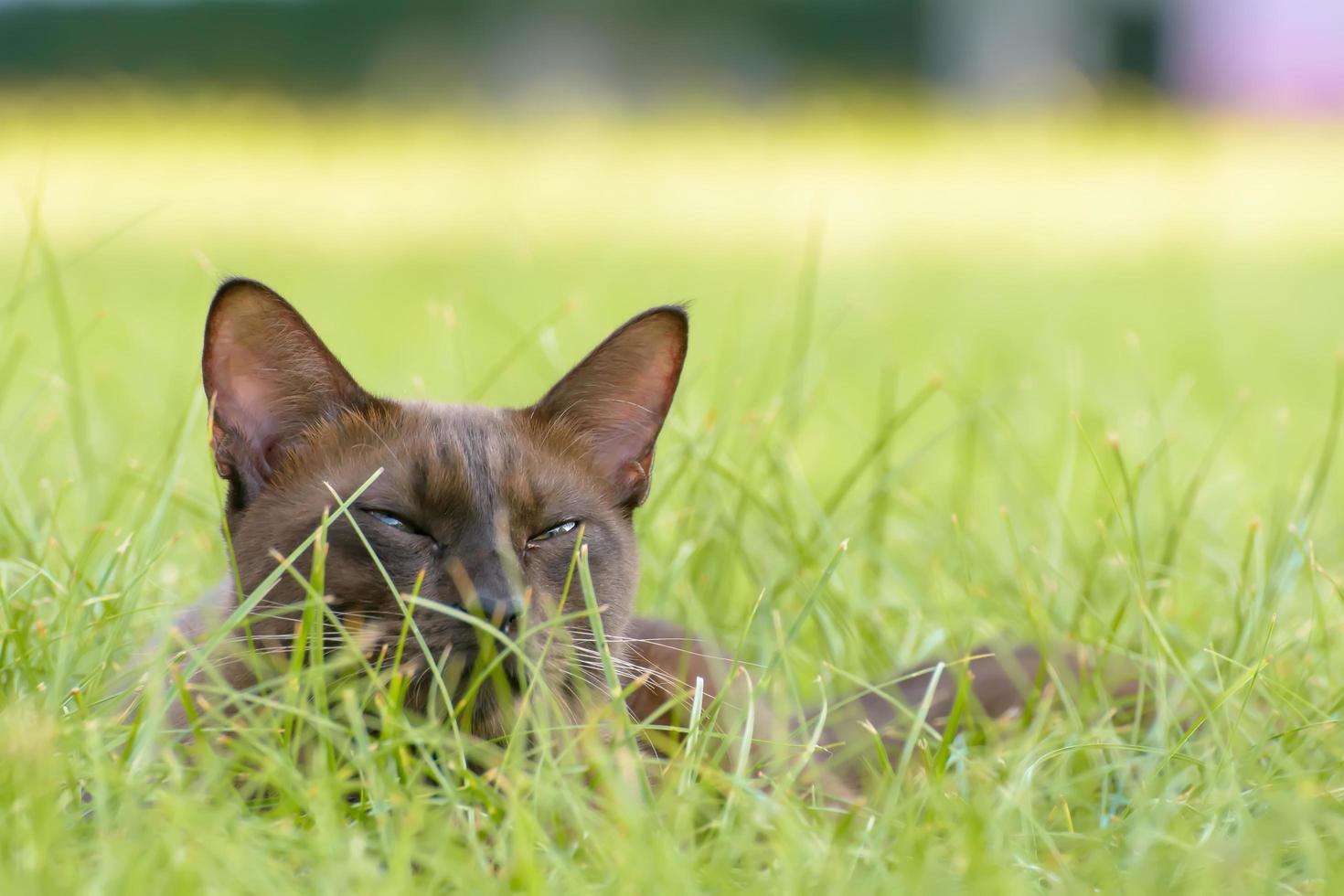 Cat sleeping on the grass photo