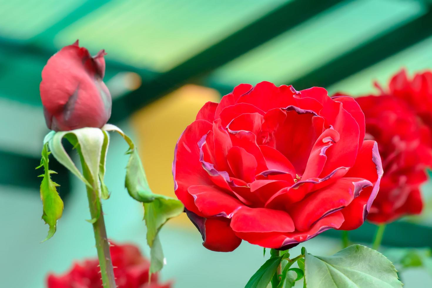 Roses on Valentine's Day photo