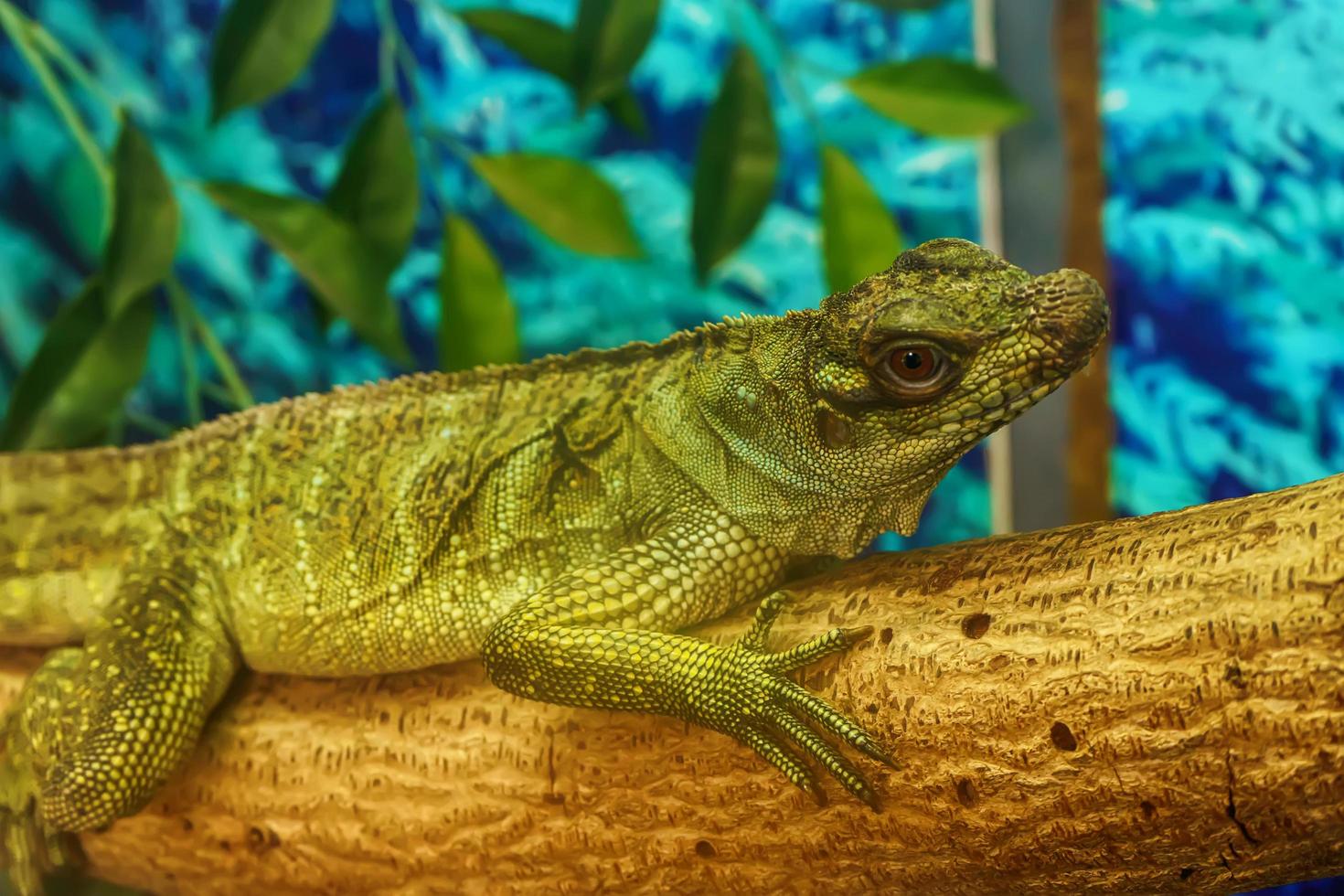 Sailfin lizard on the tree photo