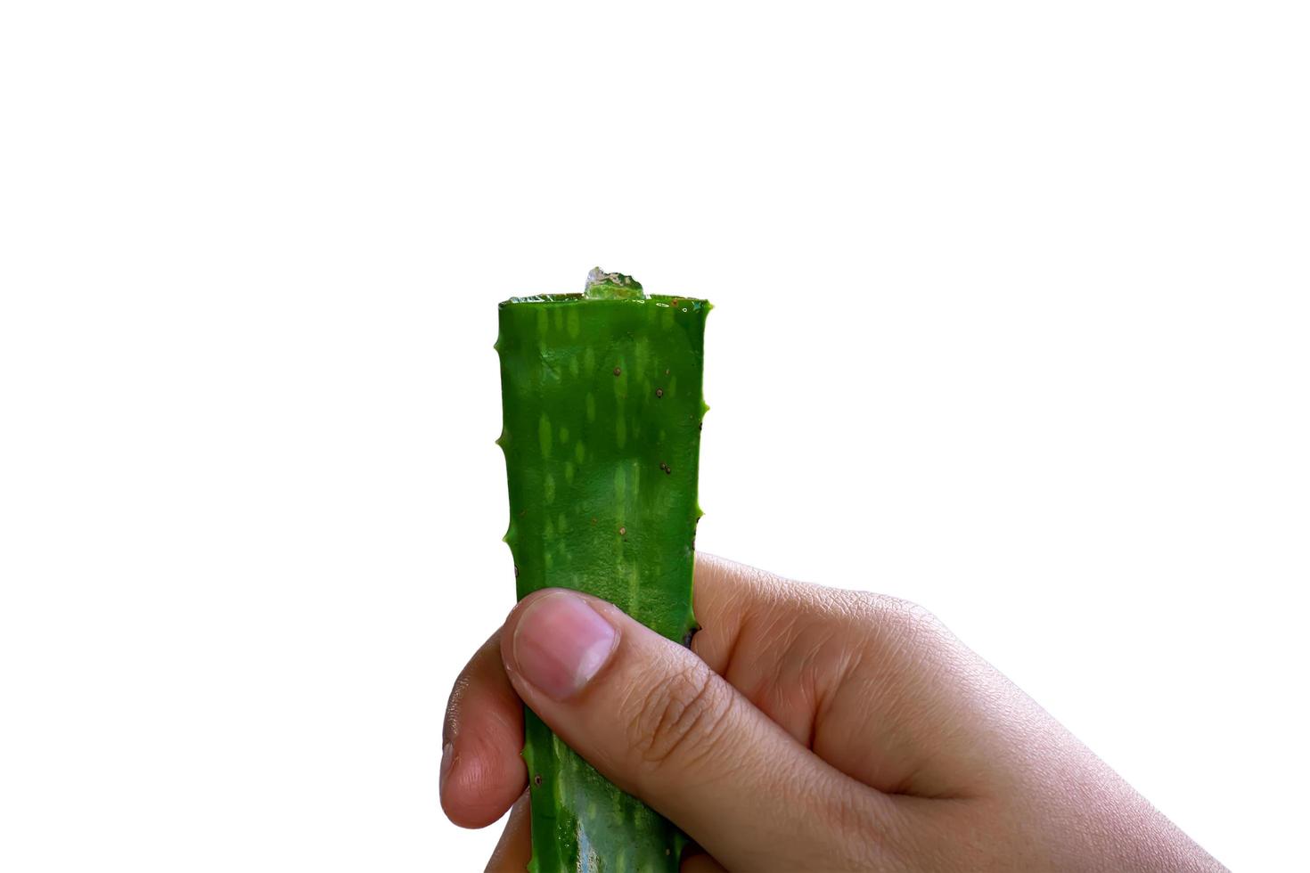 The aloe vera on a white background. photo