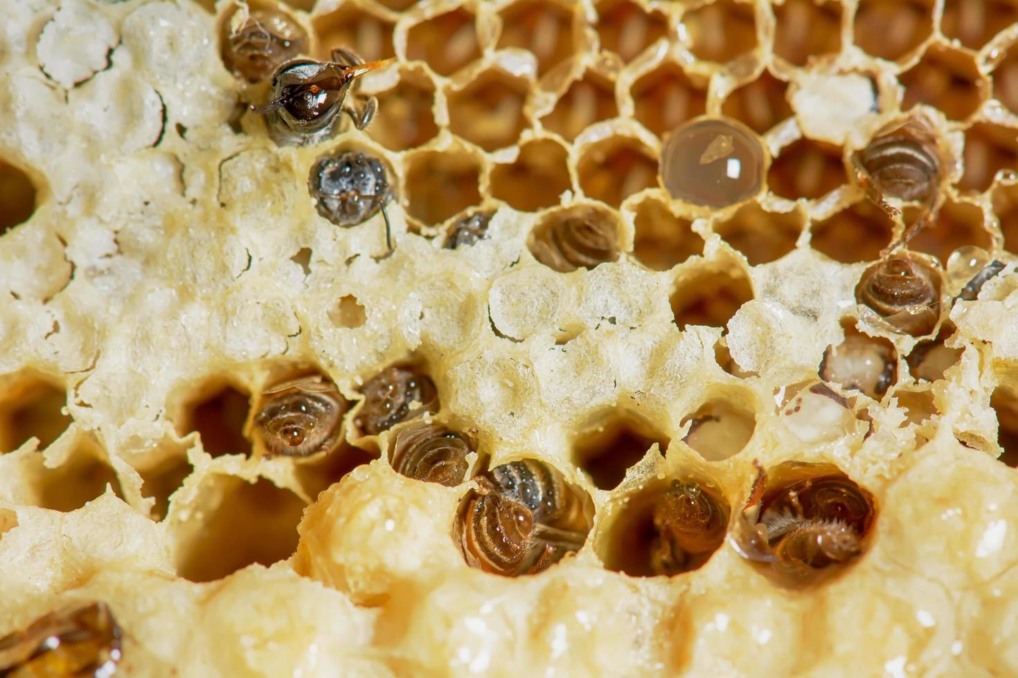 Nest of apis florea frozen in some parts photo