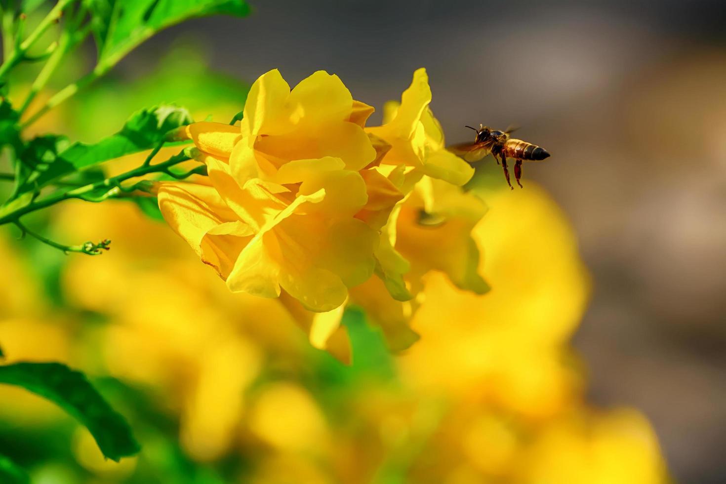 Bees on cascabela thevetia photo