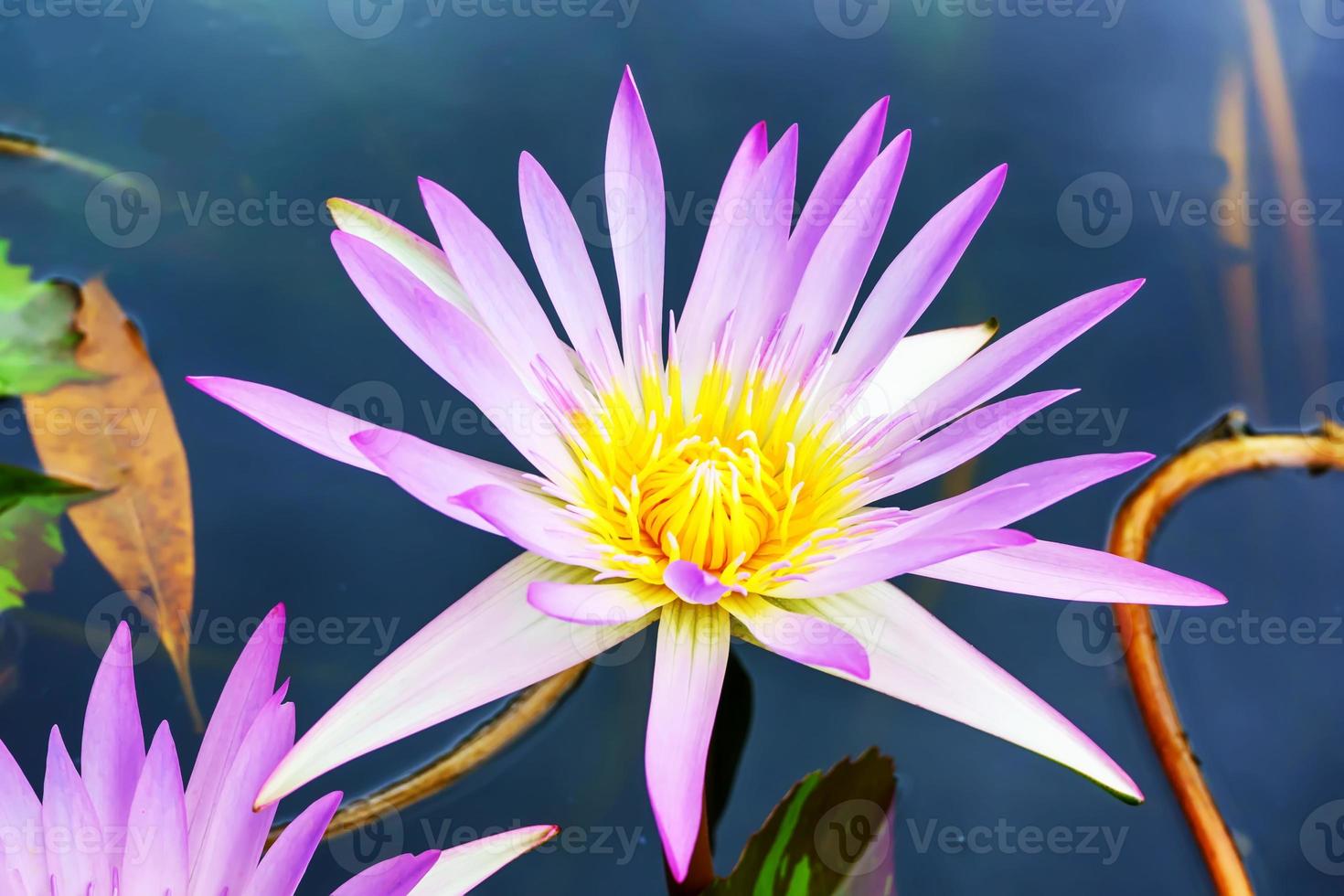 Lotus is many colors and beautiful in ponds, is a symbol of Buddhism. photo