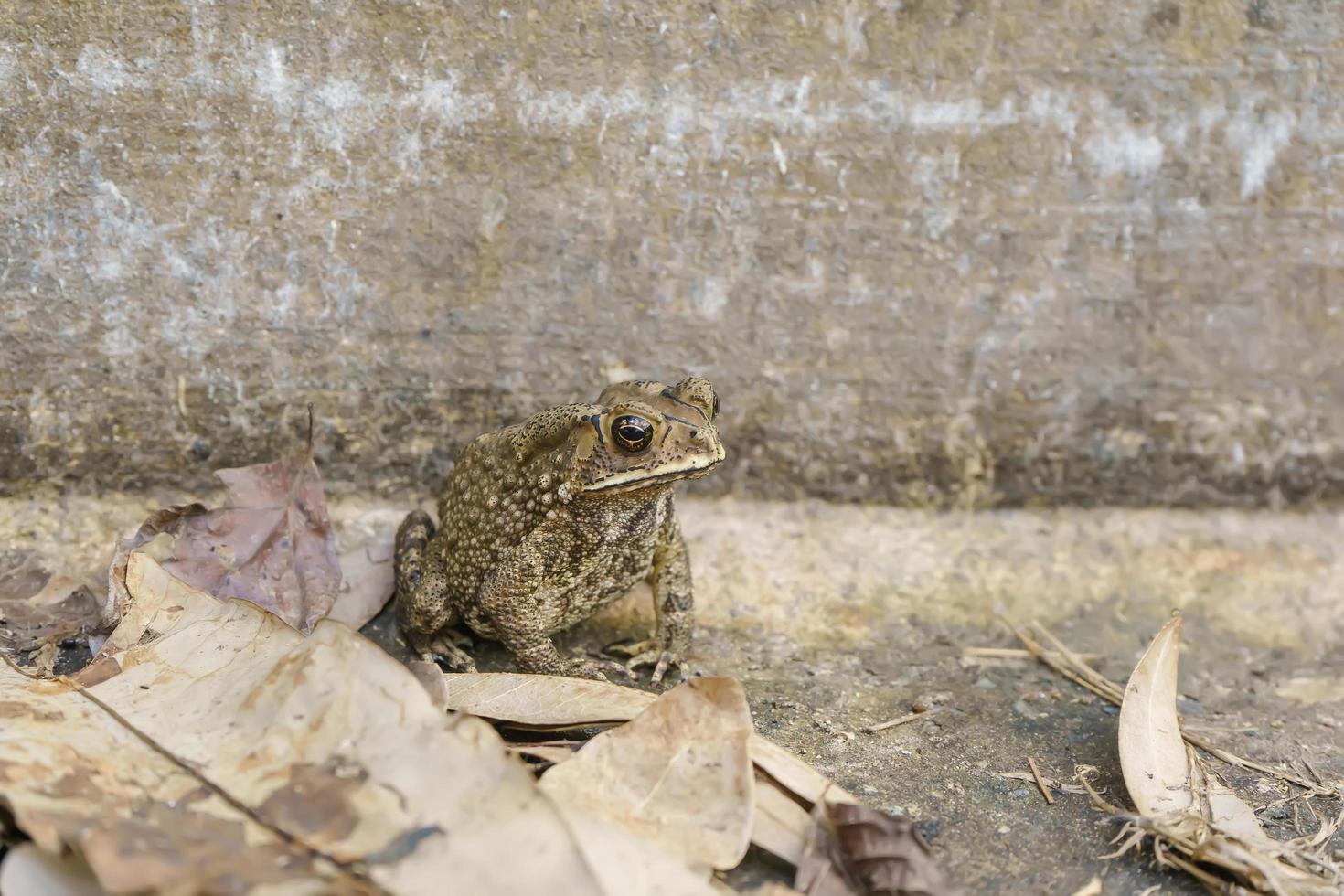 The toad are posing on the ground of cement. photo